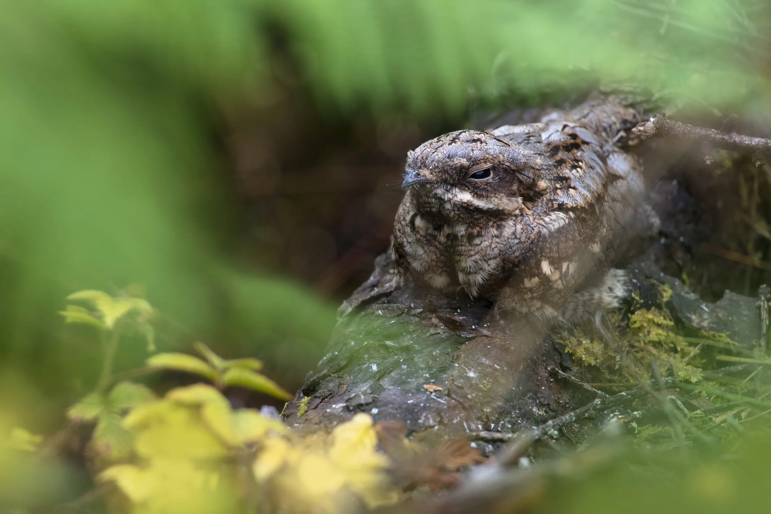 Nightjar Chick - SR1A0087 copy.jpg