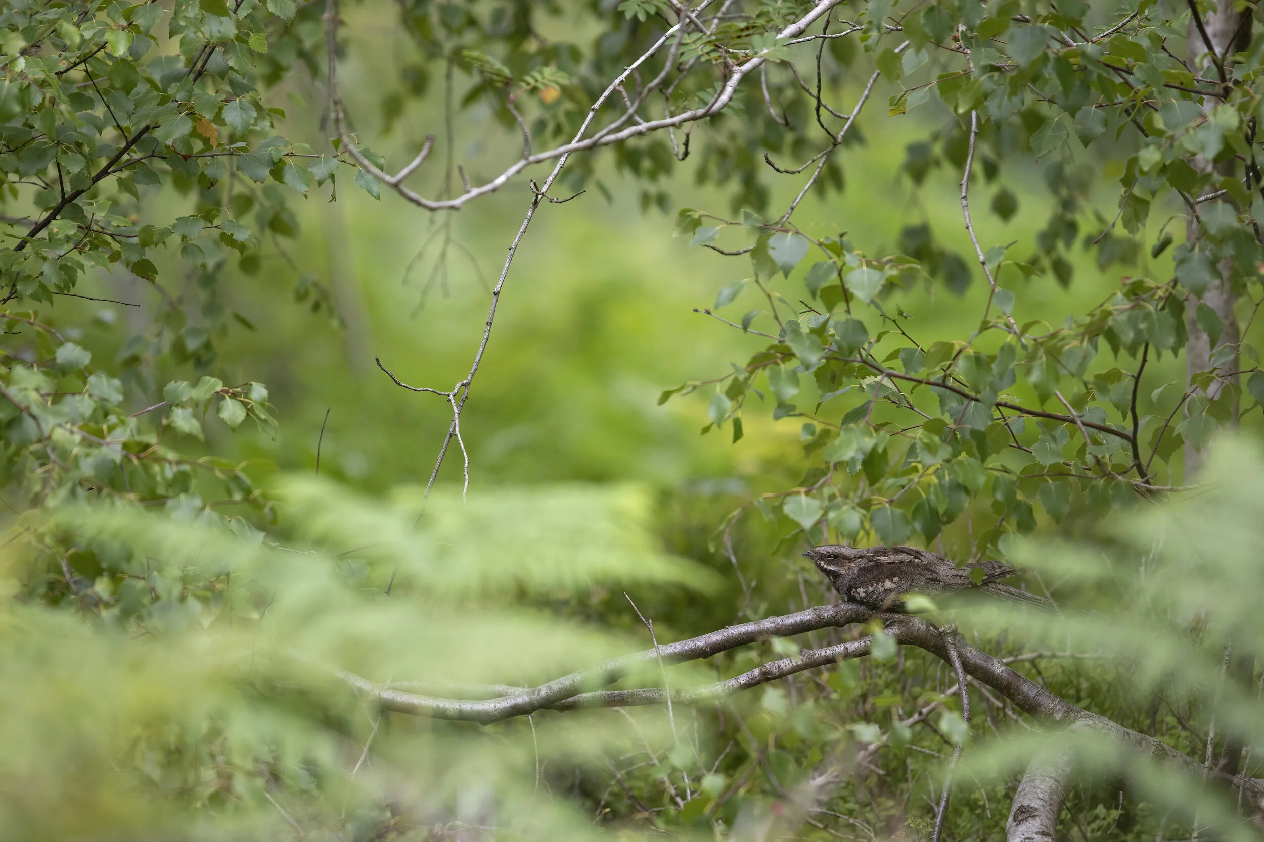 Nightjar Scenic - SR1A0532.jpg
