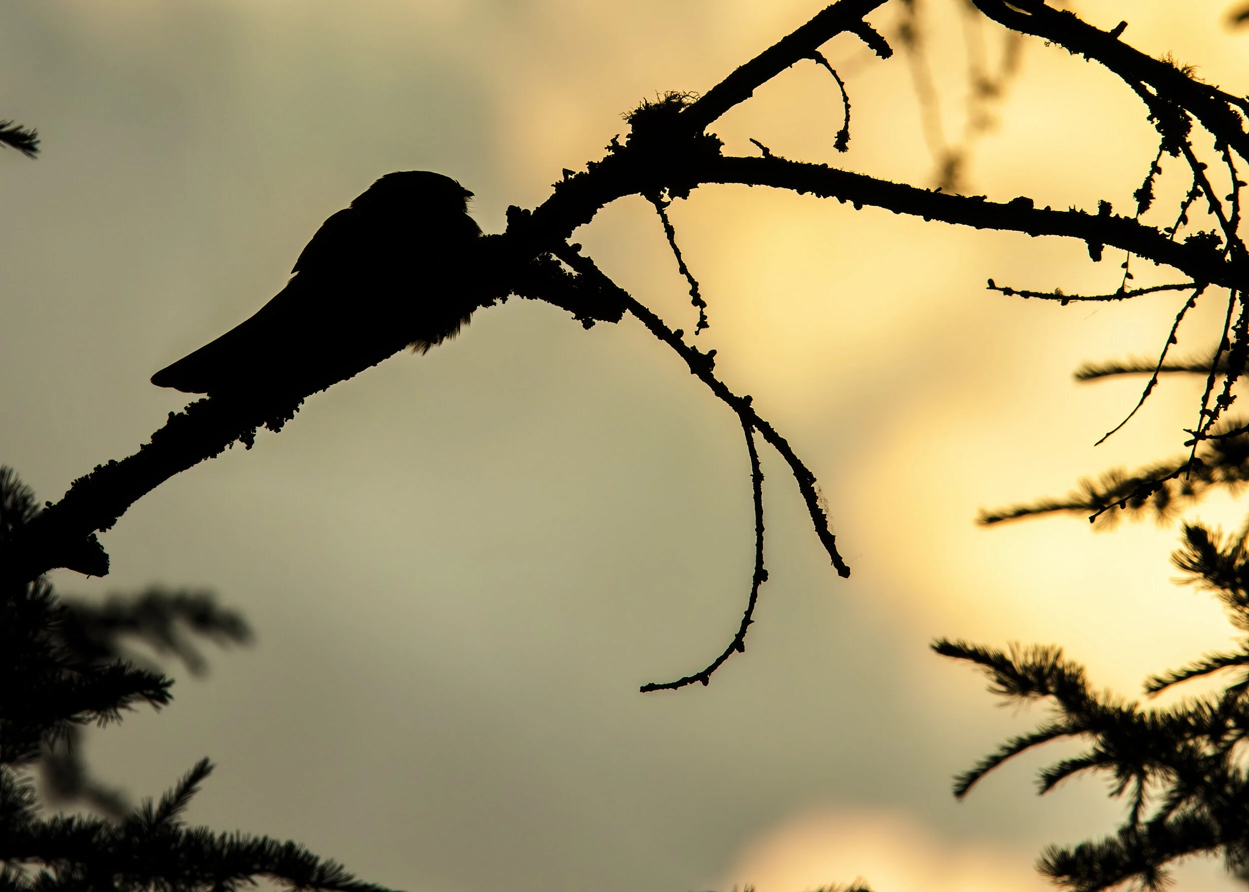 Nightjar Backlit Sunset - SR1A3939.jpg