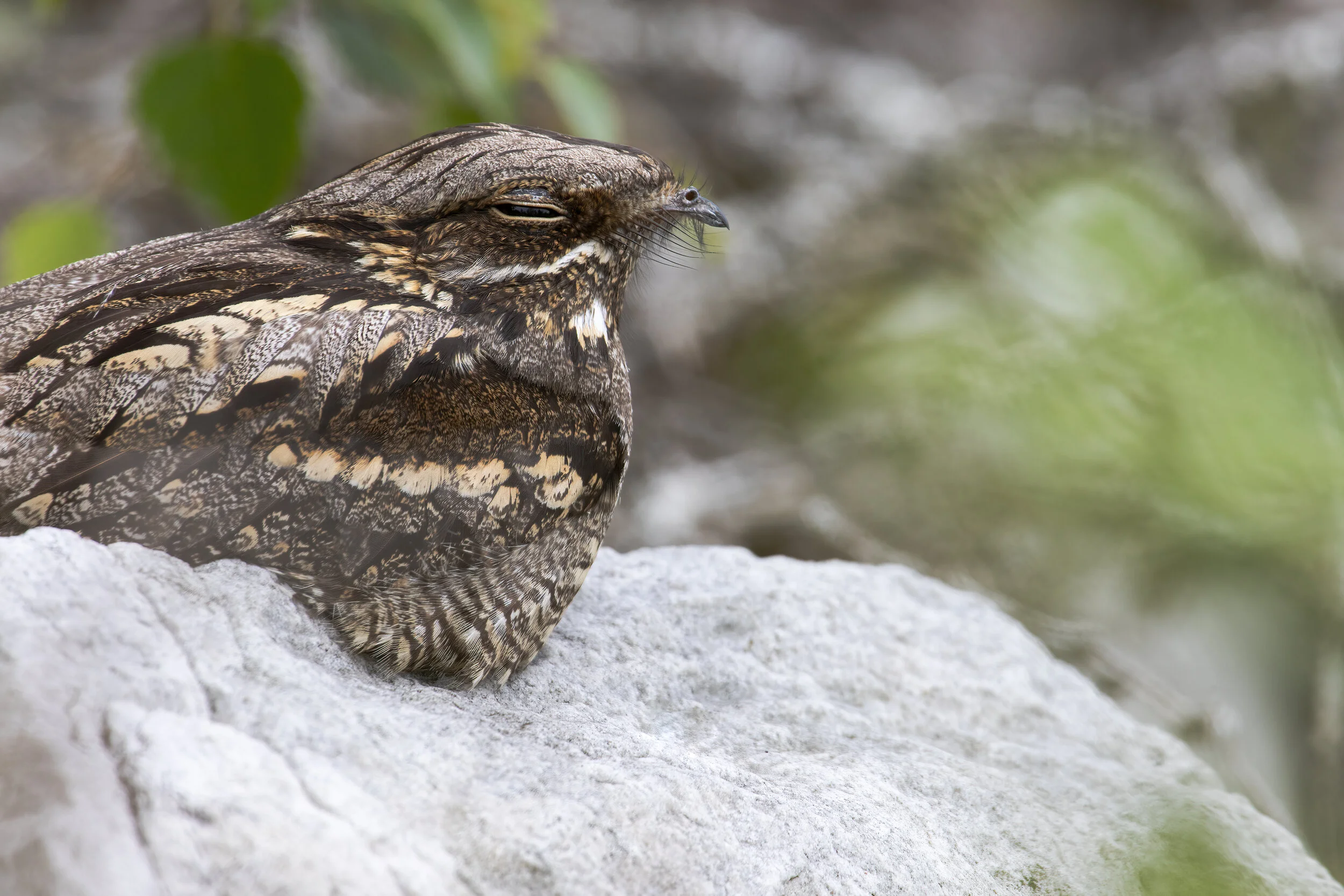 Midnight Rock Roost 600mm - SR1A9301 copy.jpg