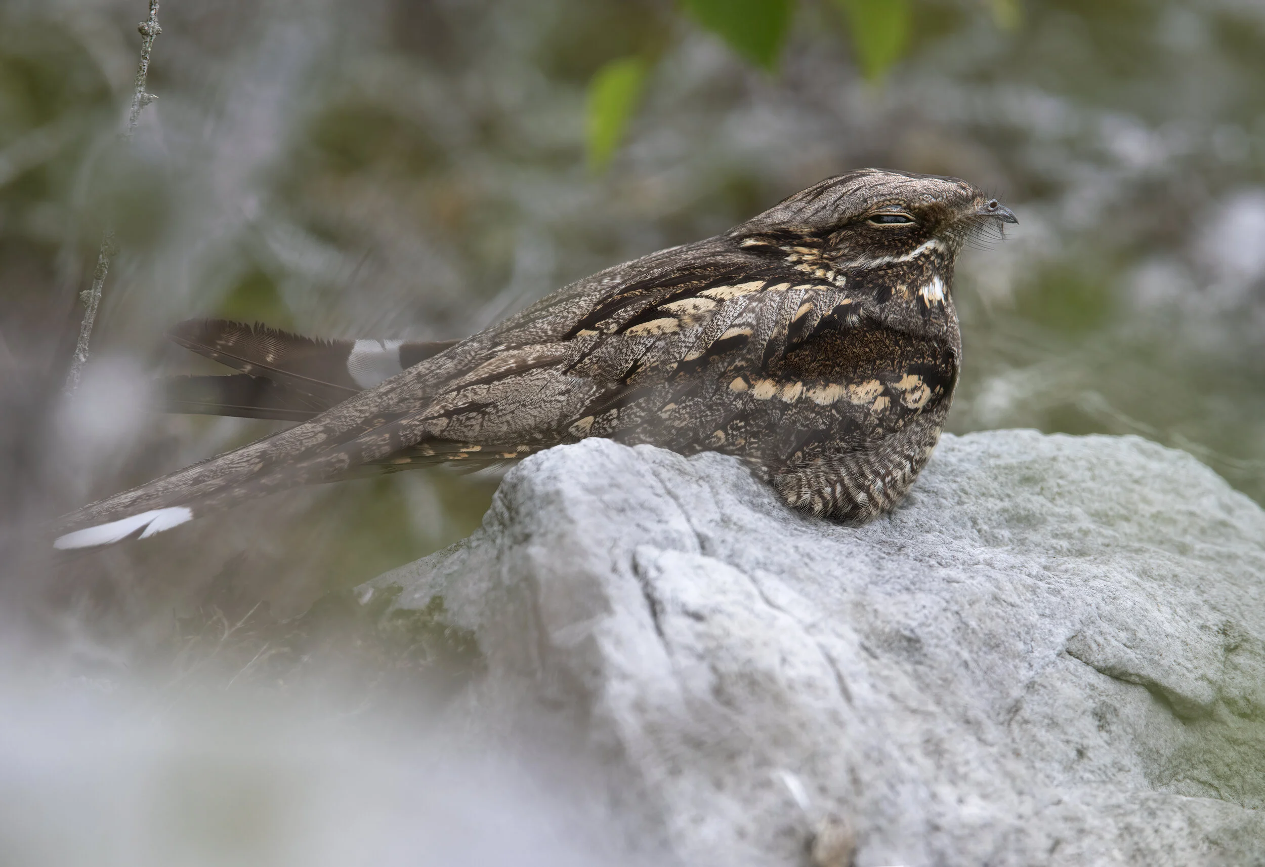 Midnight Rock Roosting - SR1A9238 copy.jpg