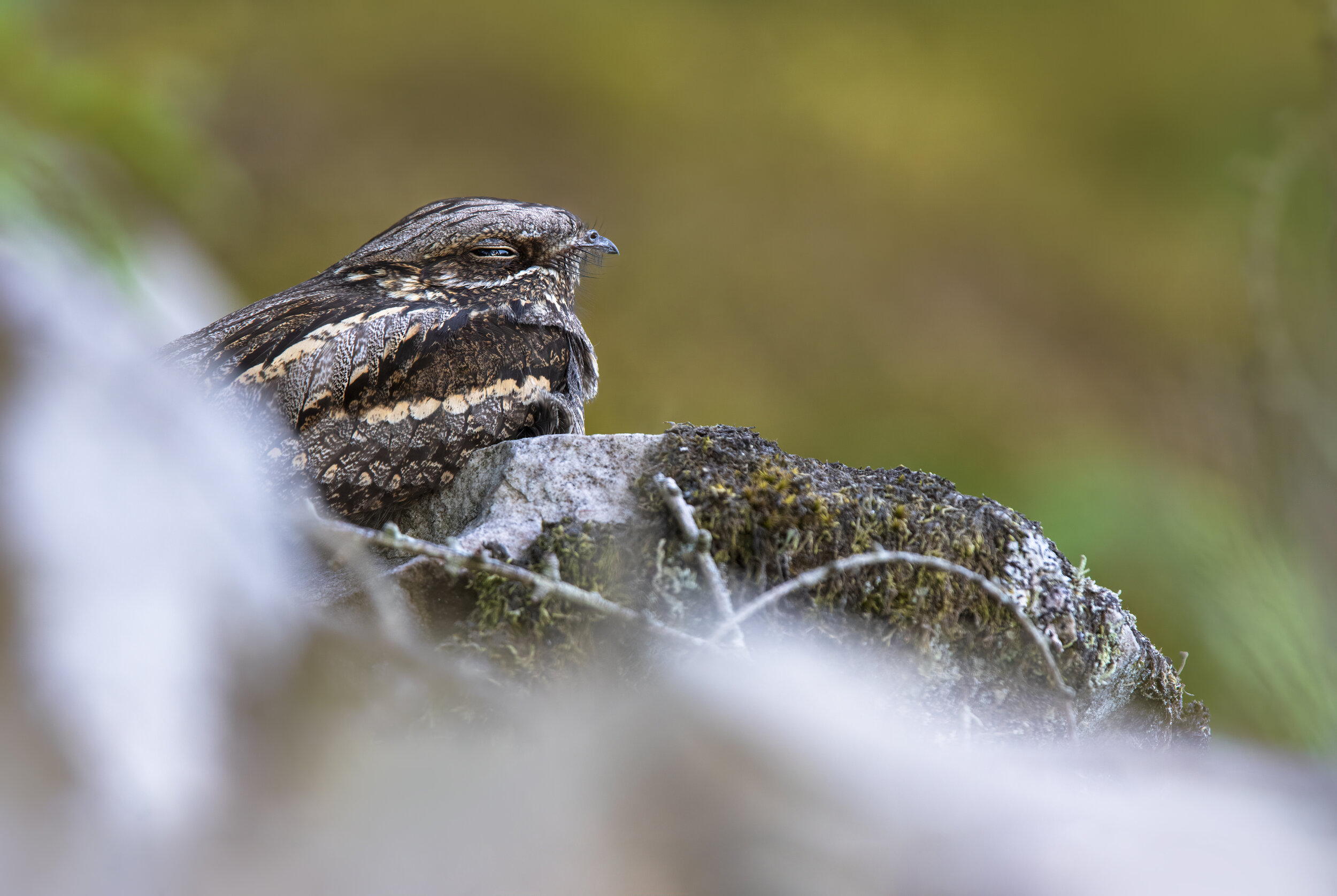 Midnight Rock Roosting - SR1A8972 copy.jpg