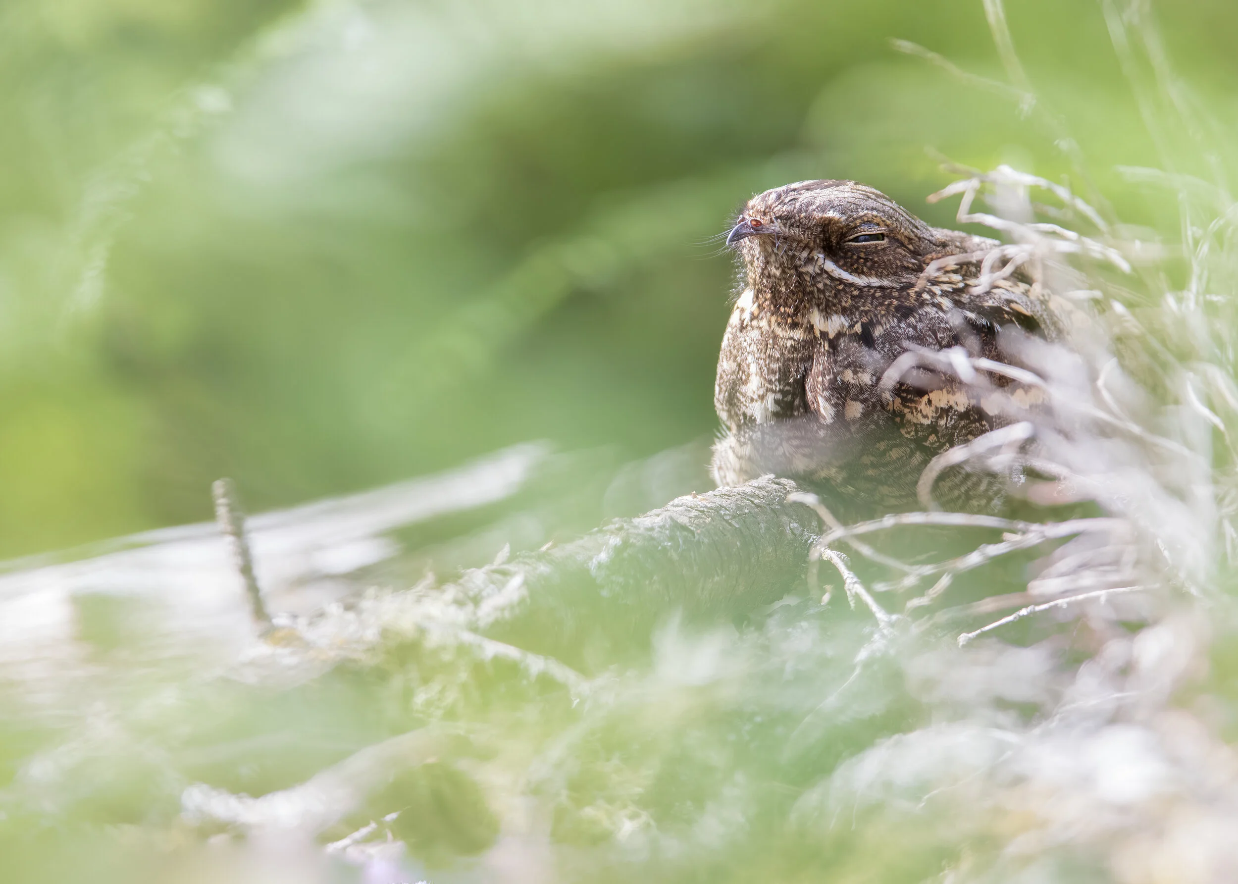 Midnight Nightjar B - SR1A8171.jpg