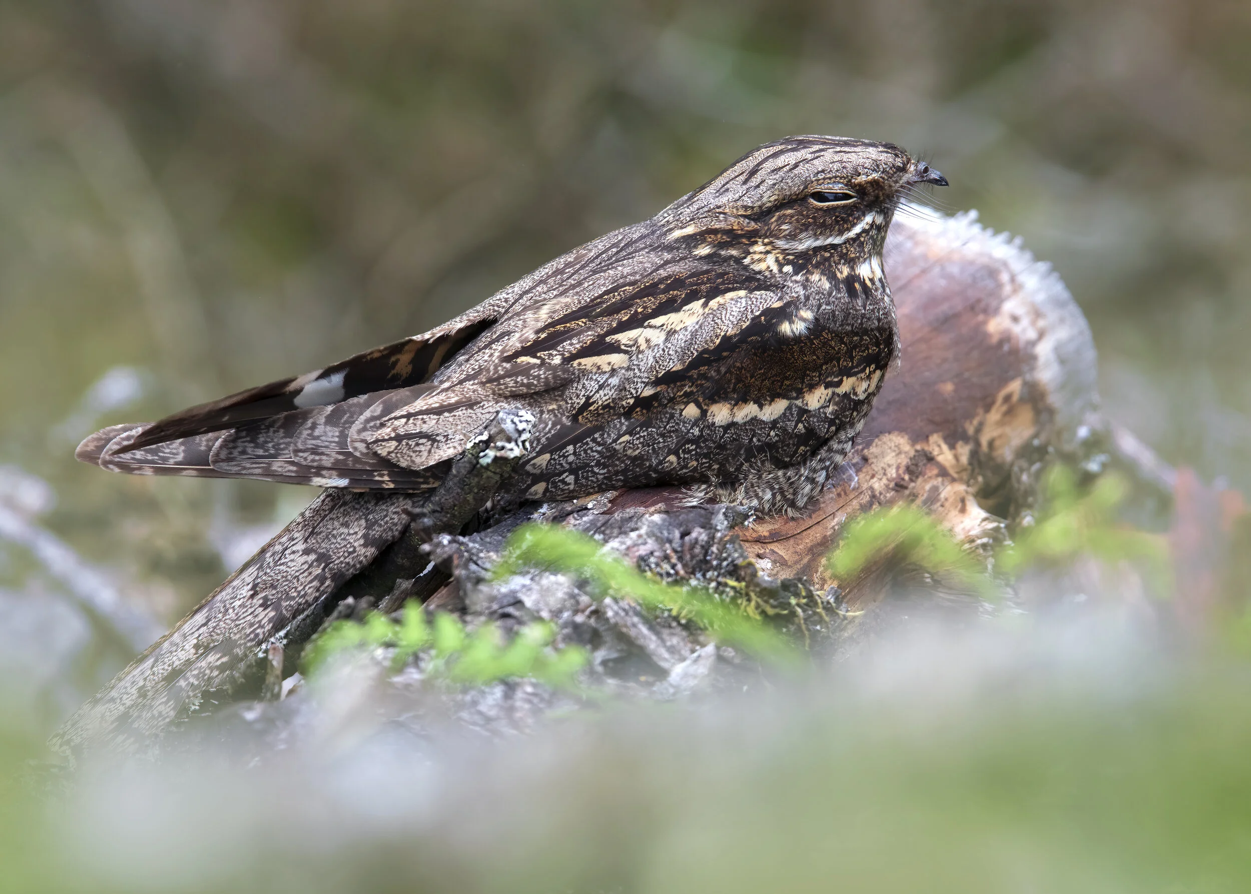 Dark Male Nightjar - SR1A7823 copy.jpg