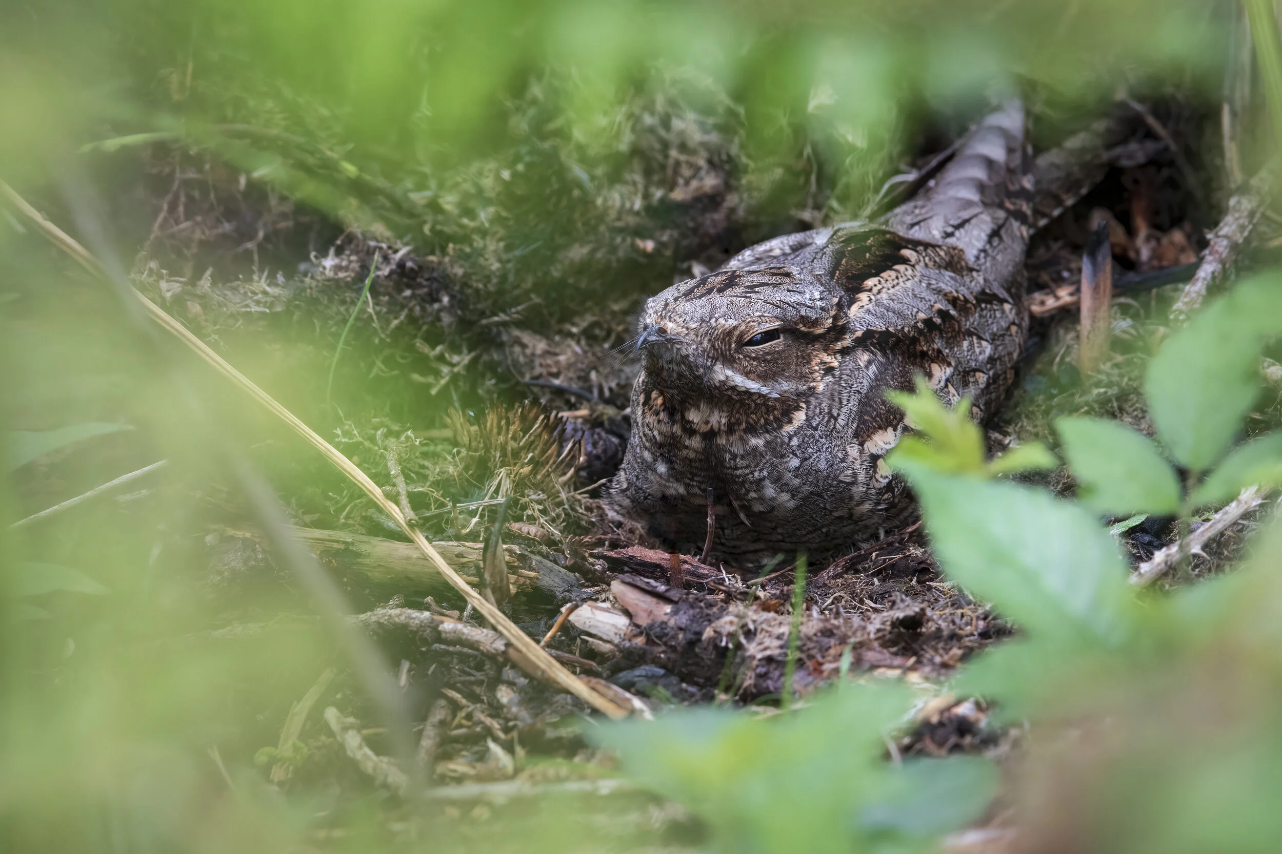 Female Nightjar - SR1A6795 copy.jpg