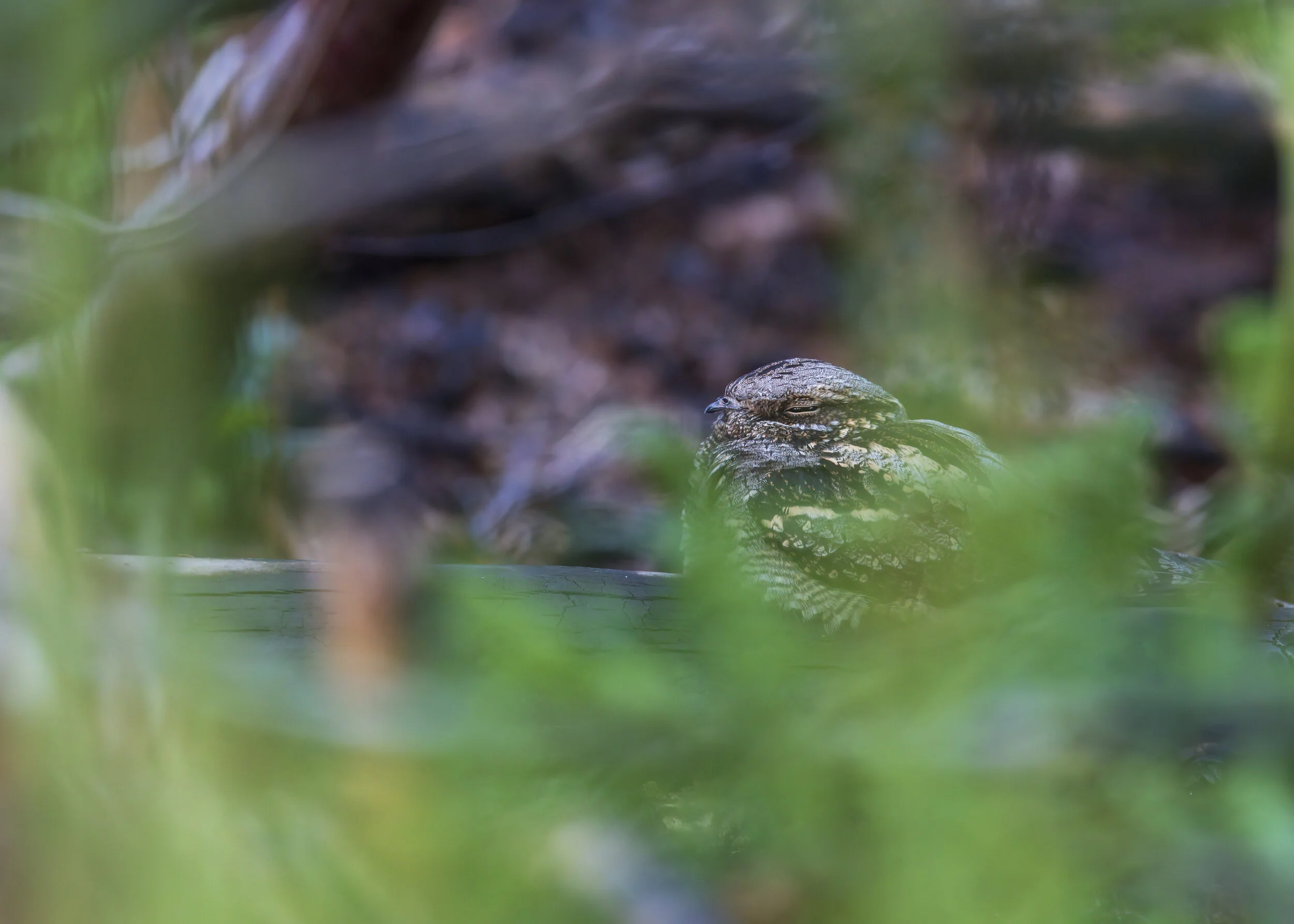 Nightjar Male BR - SR1A4520 copy.jpg