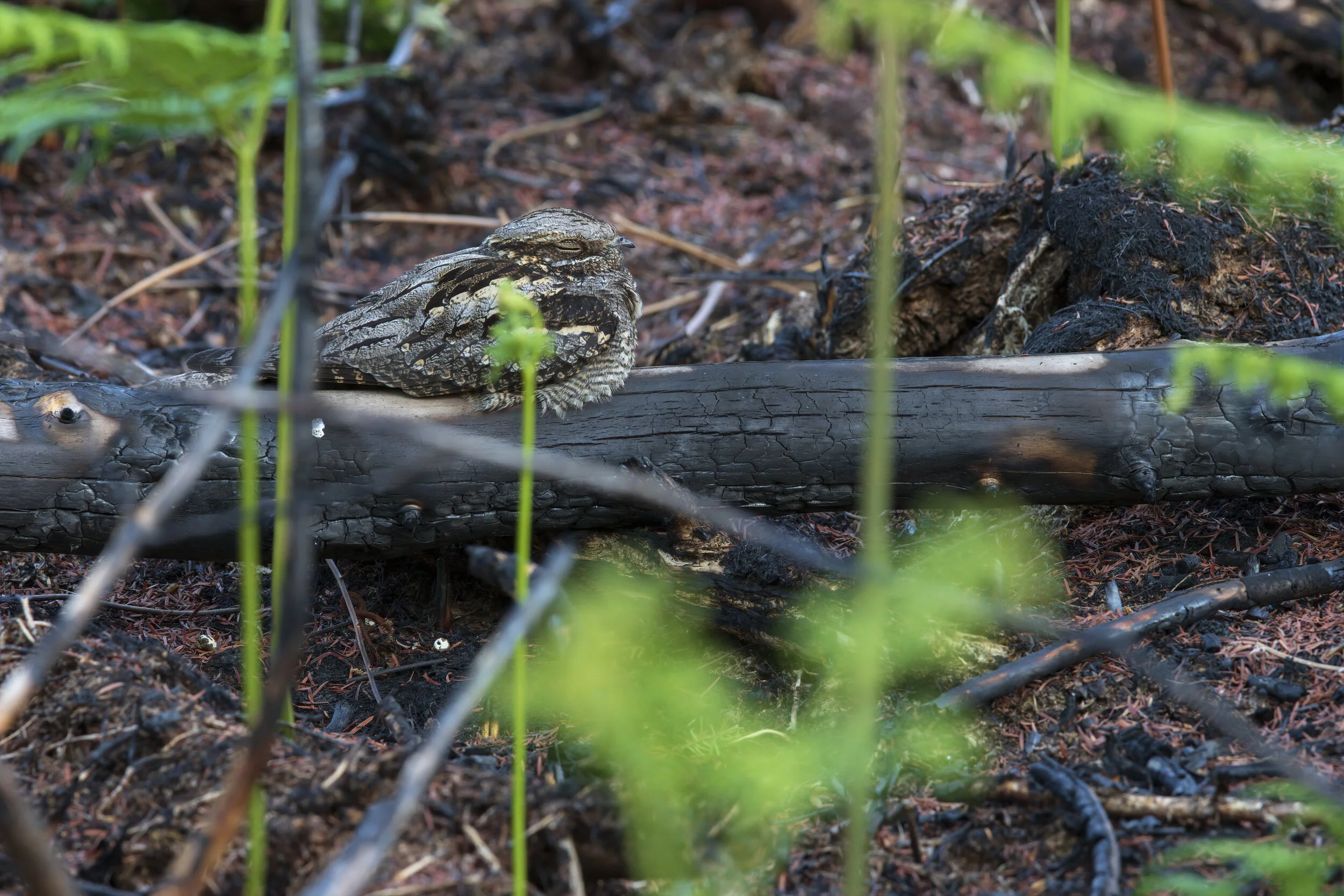 Nightjar Burnt Roost - SR1A4501 copy.jpg