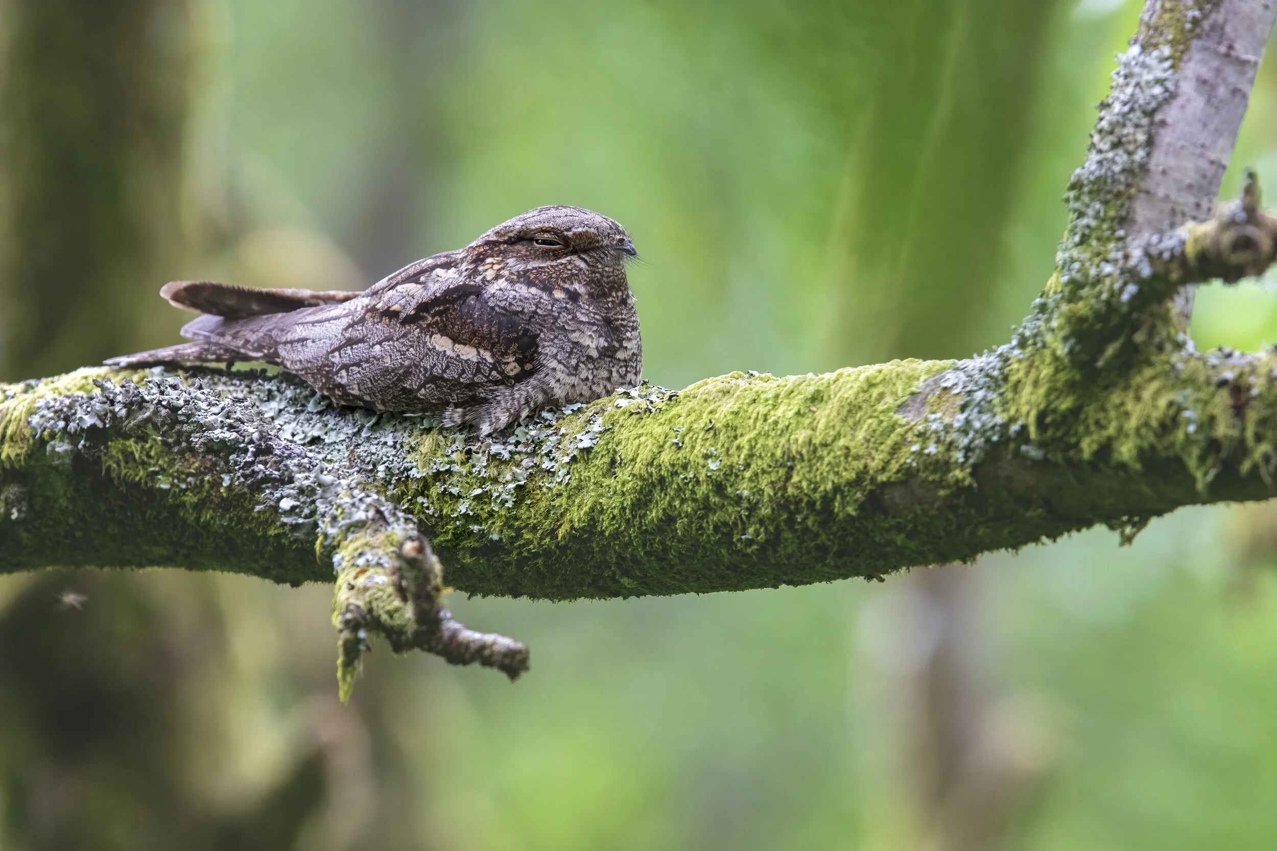 Nightjar FF Male -SR1A5888 copy.jpg