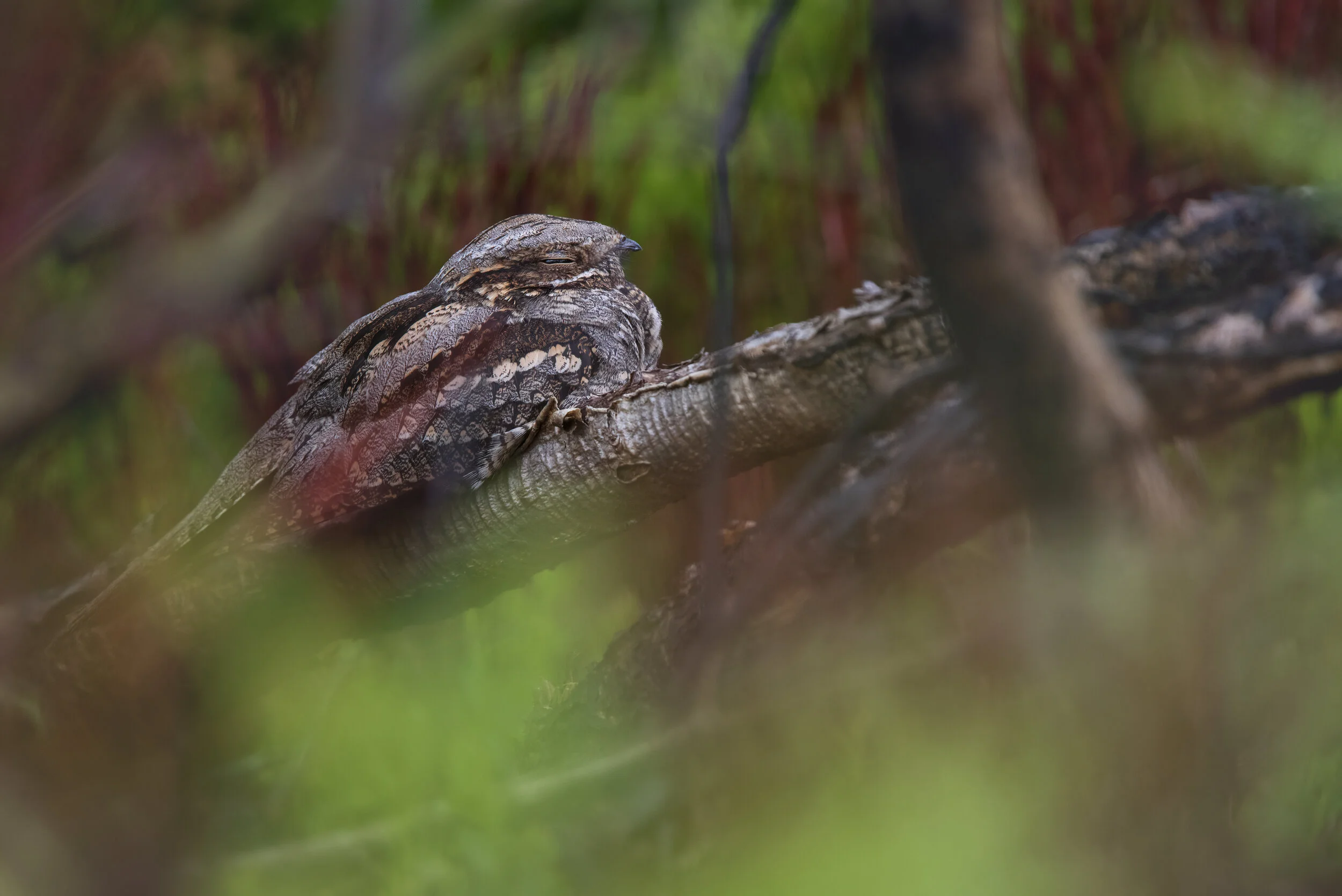 Nightjar Female - SR1A5054.jpg