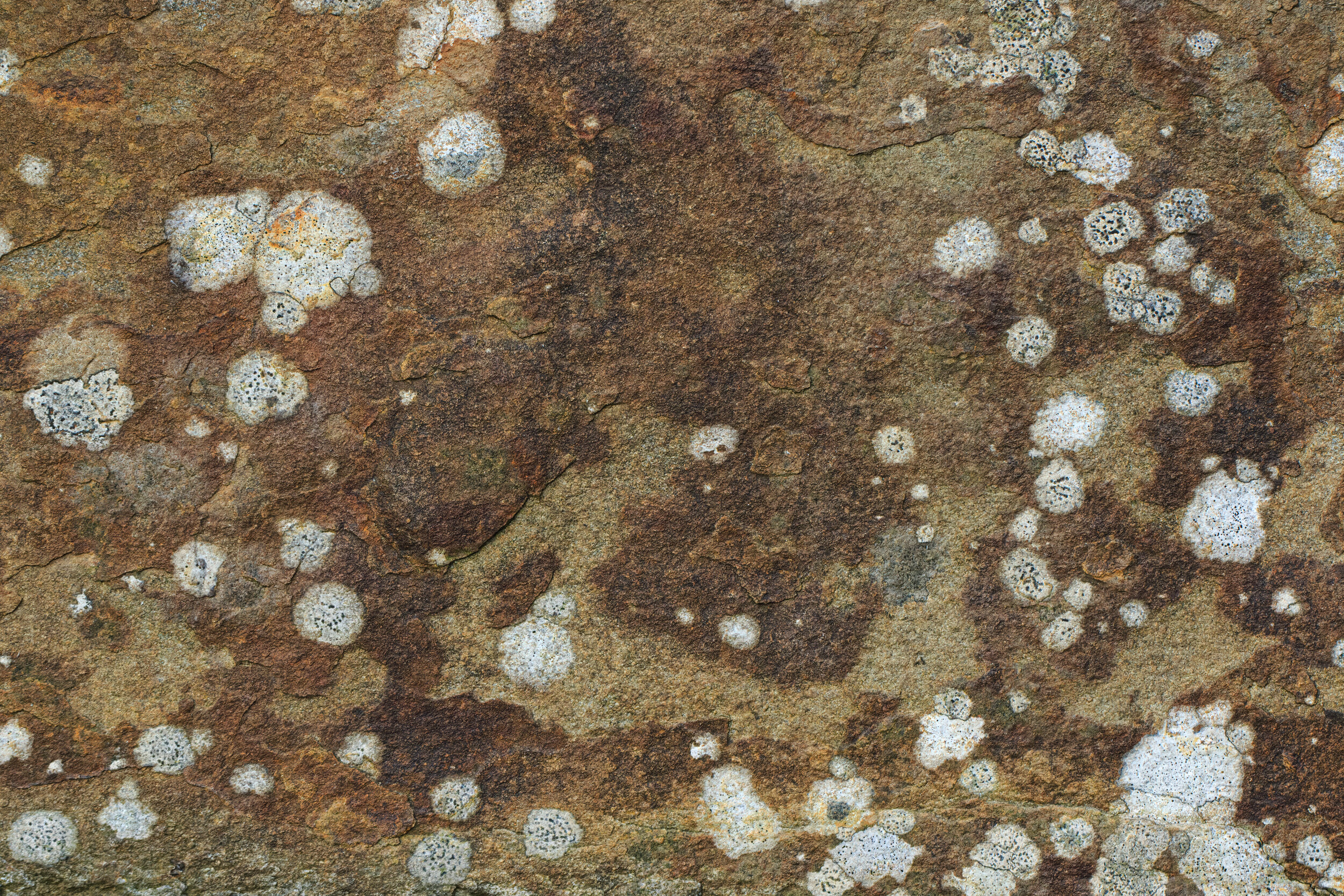 Stone Lichen - SR1A4893.jpg