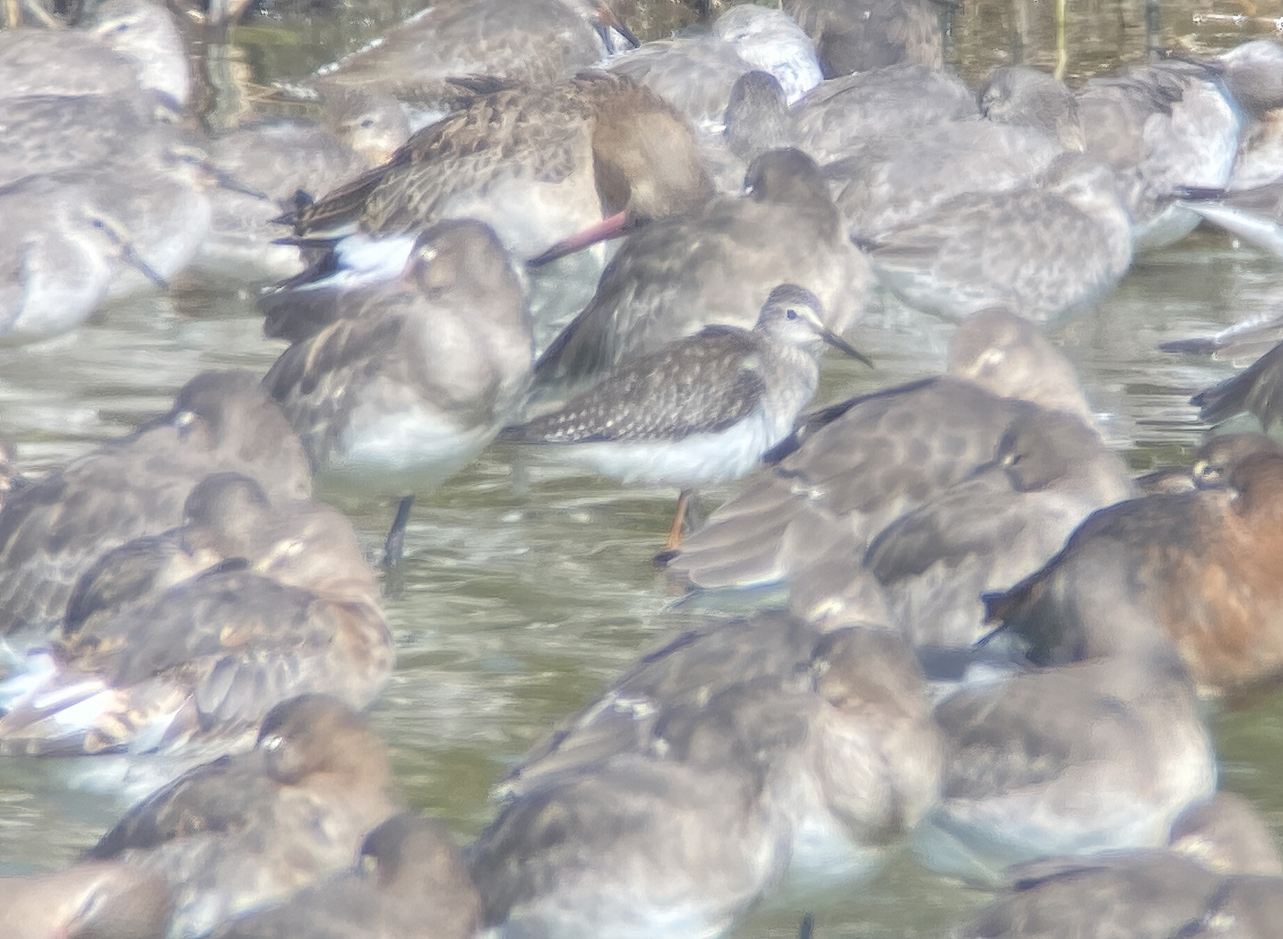 Lesser Yellowlegs