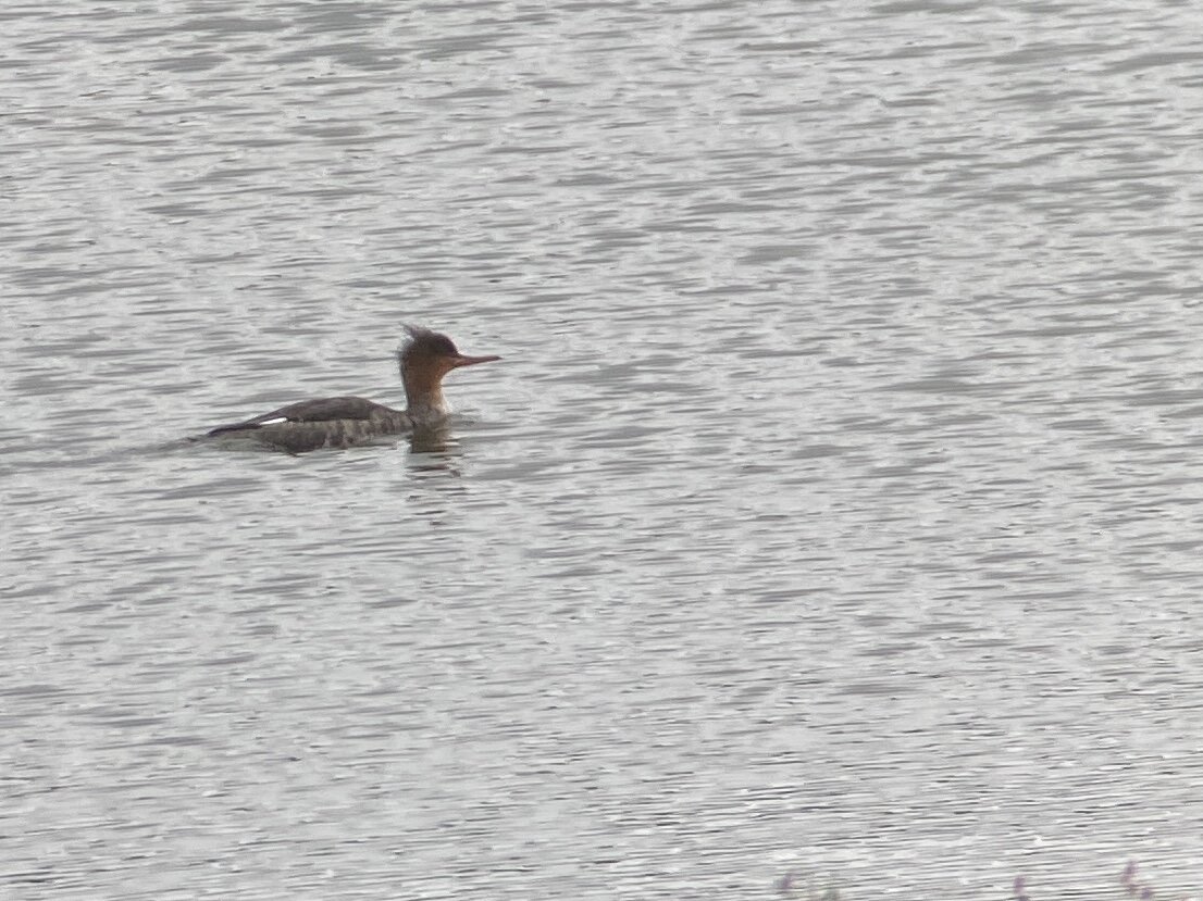 Red-breasted Merganser 