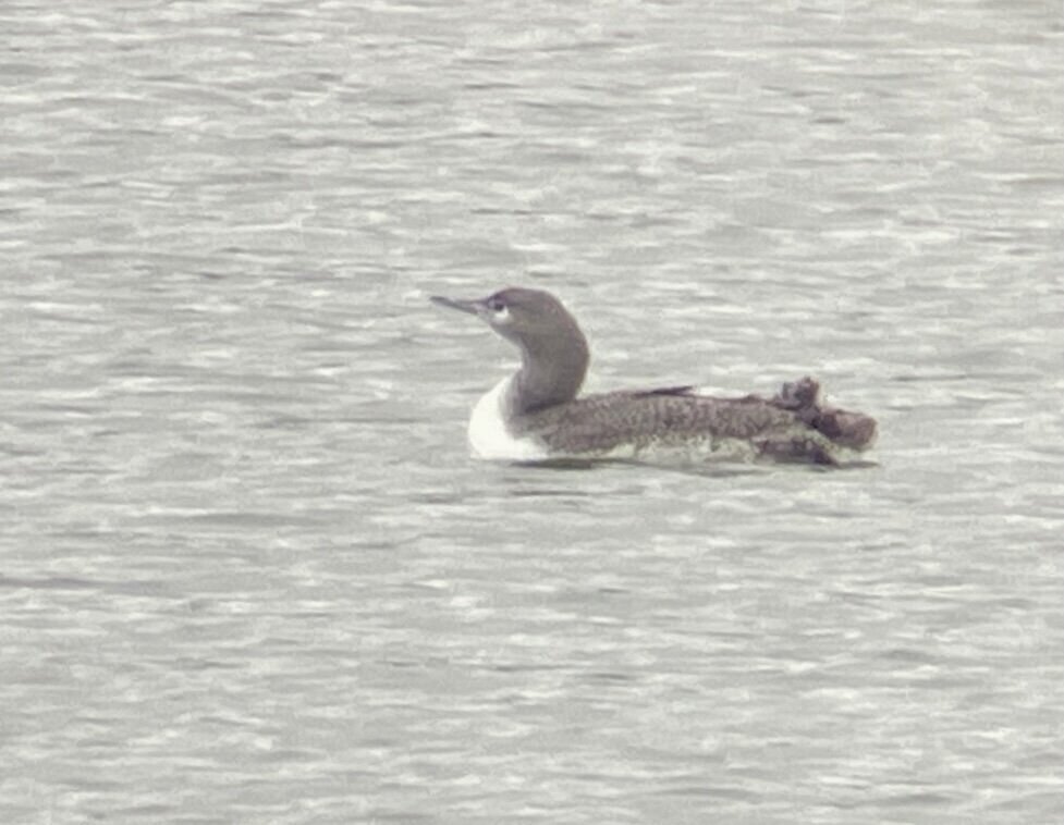 Red-throated Diver