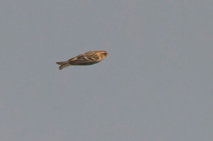 Common Redpoll 