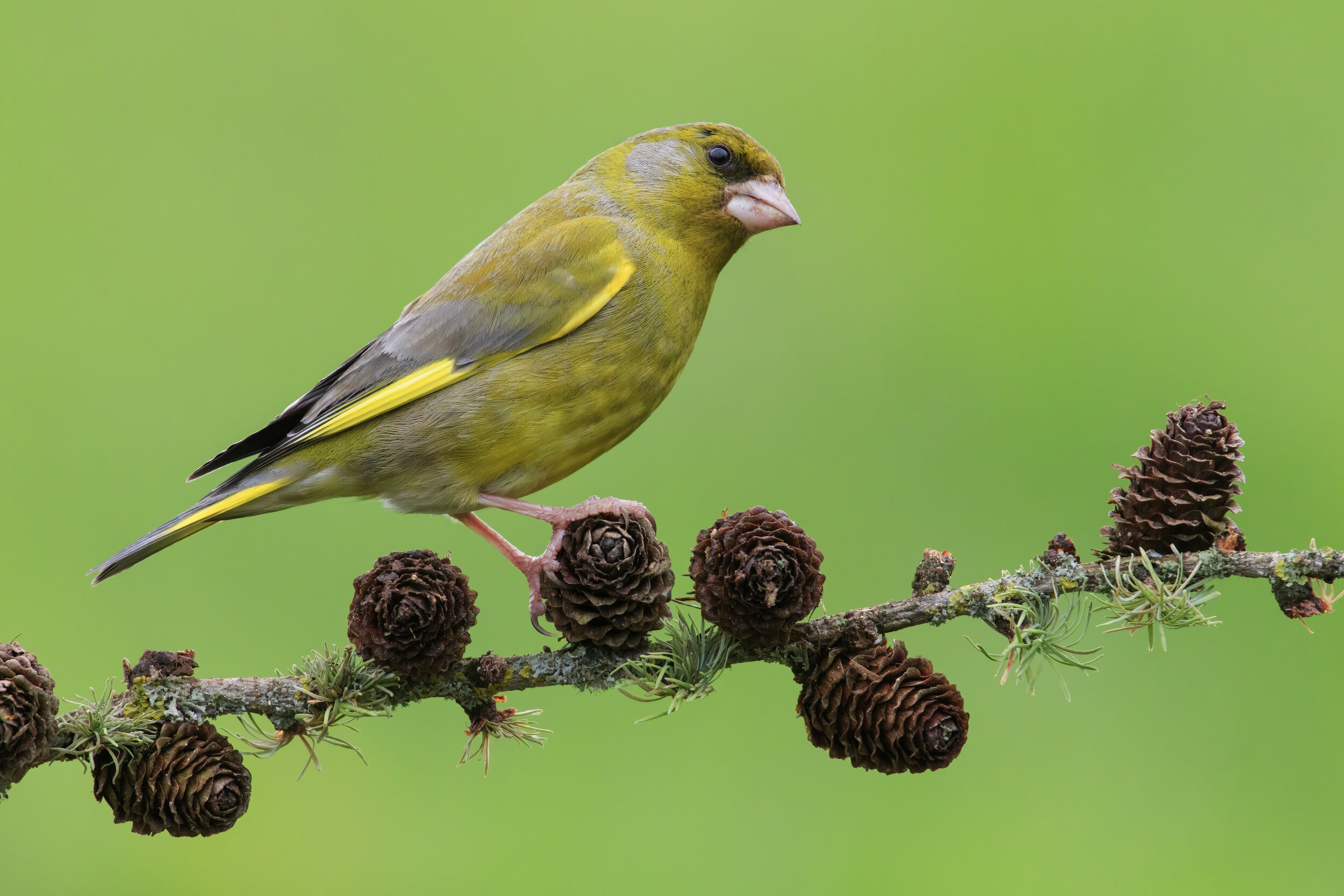 Greenfinch Pinecone Perch Pose 