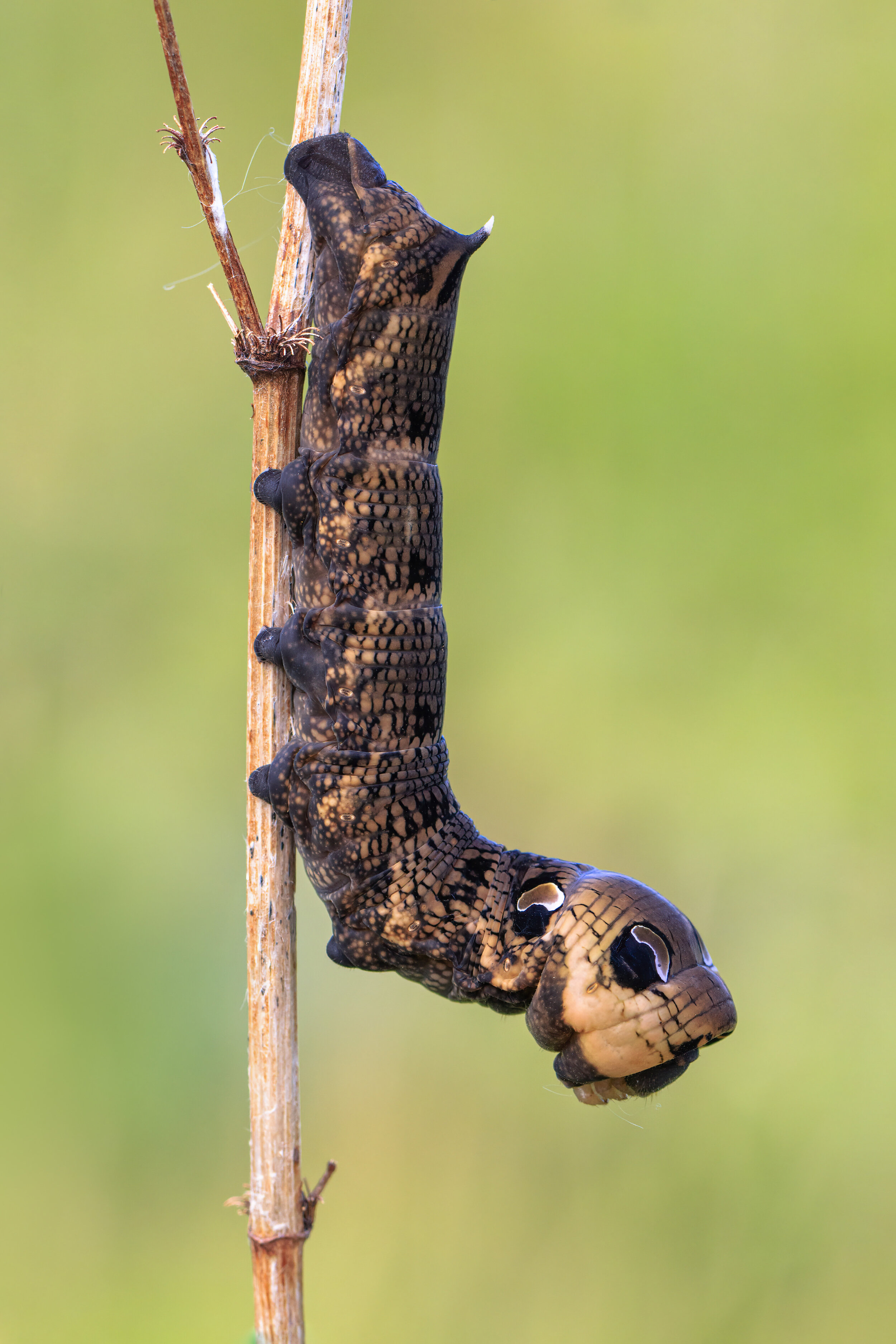 Elephant Hawkmoth Caterpillar 