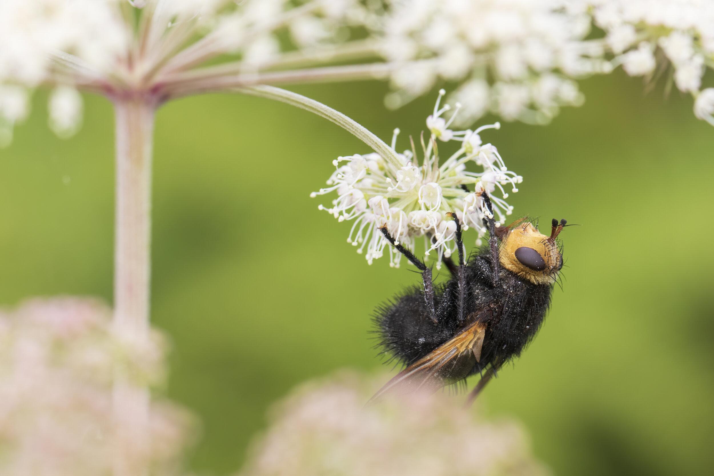 Tachina grossa - SR1A1553.jpg