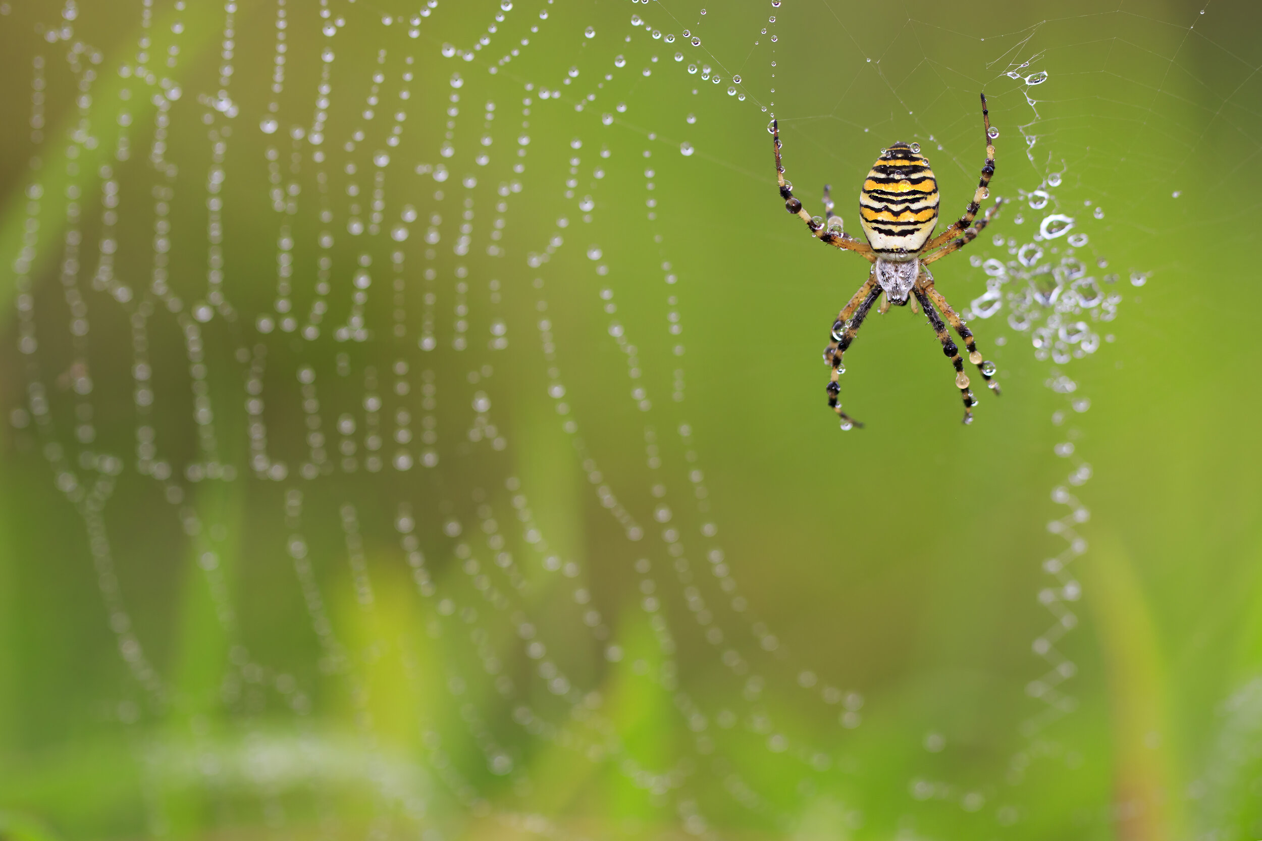 Wasp Spider Rain - SR1A5914.jpg