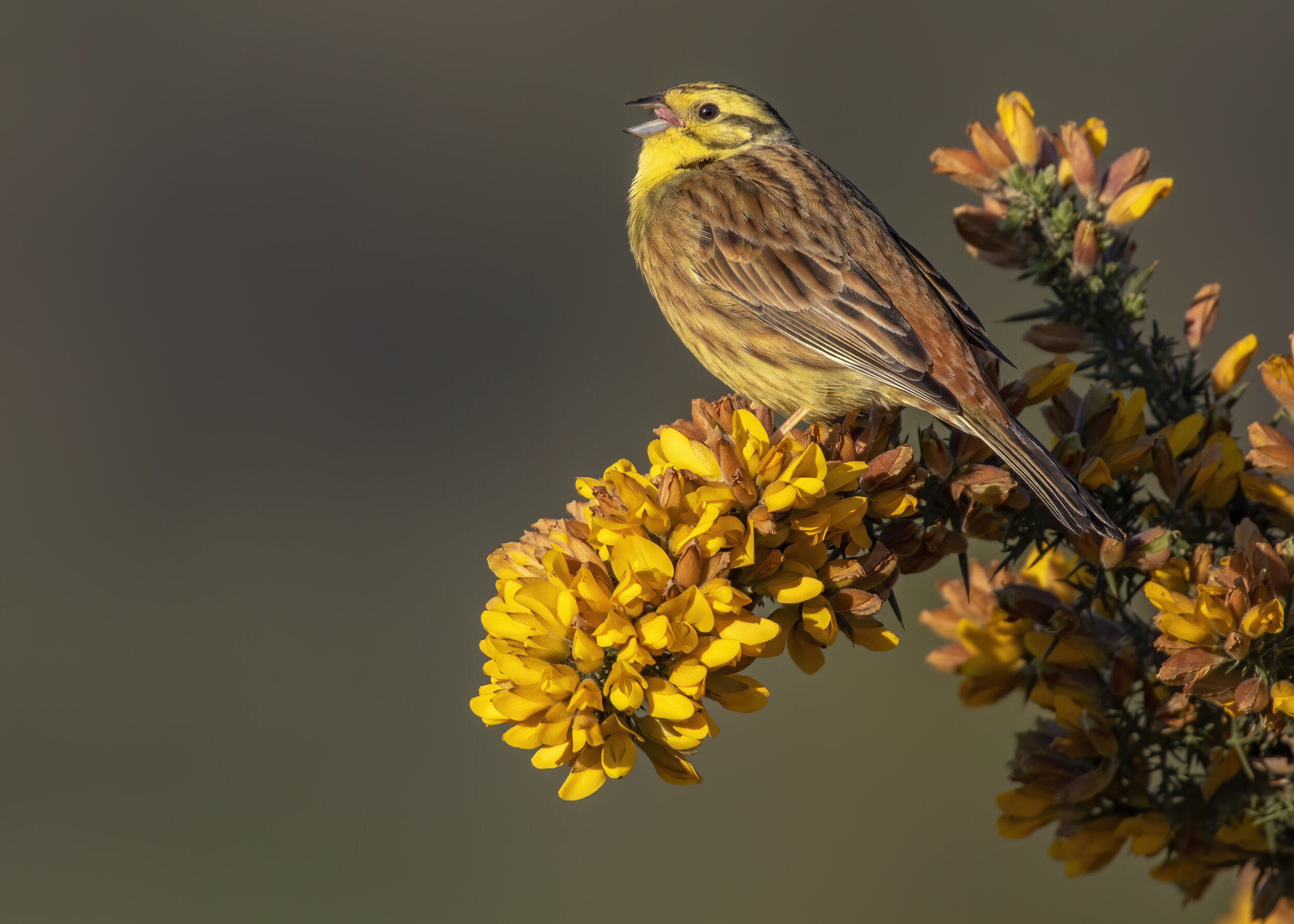 Yellowhammer Song - SR1A0089 copy.jpg