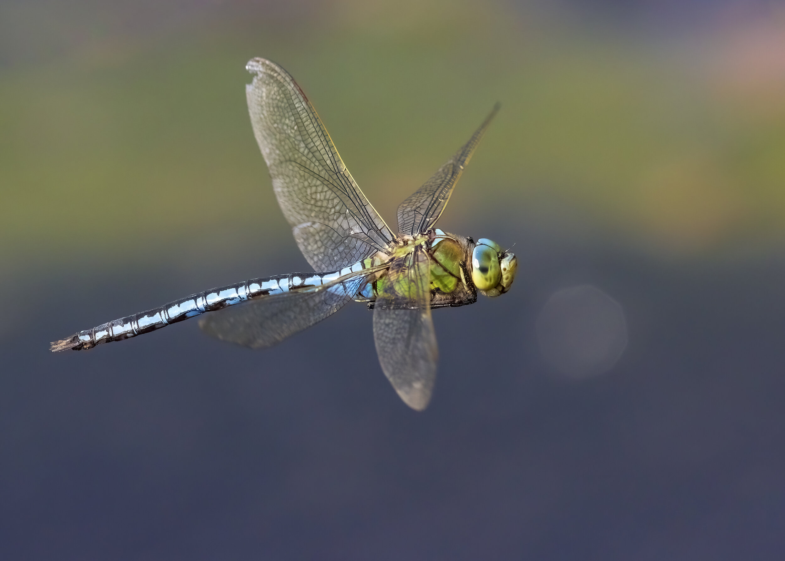 Emperor Dragonfly - SR1A6682.jpg