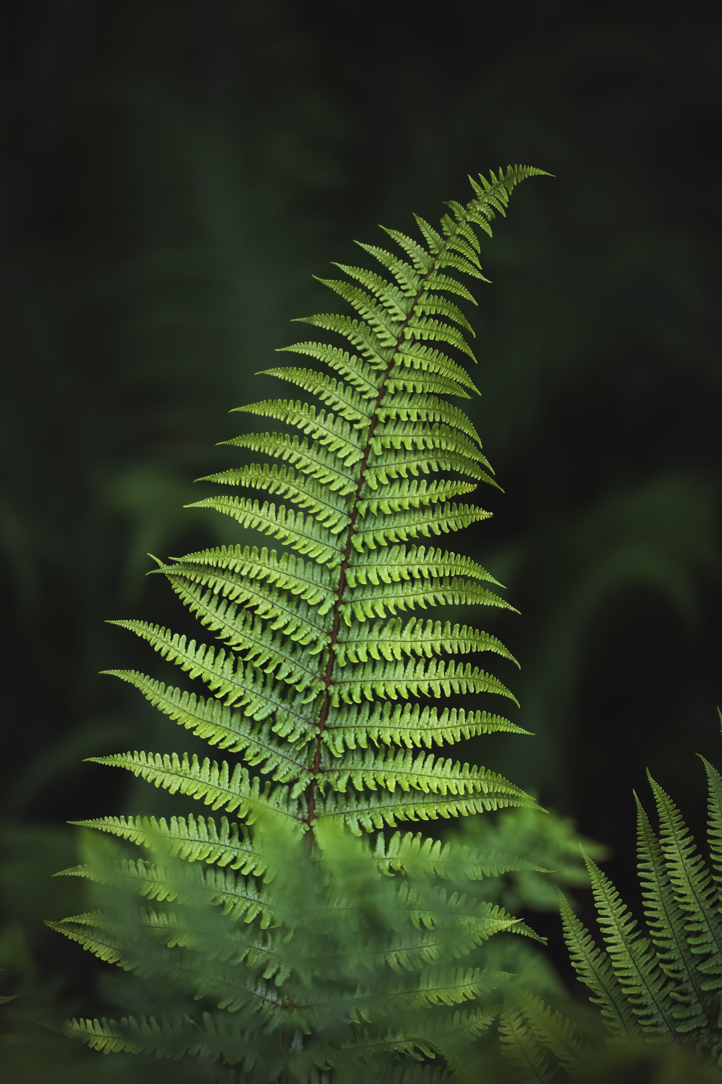 Scaly Male-fern - Dryopteris affinis -SR1A6055-2 copy.jpg