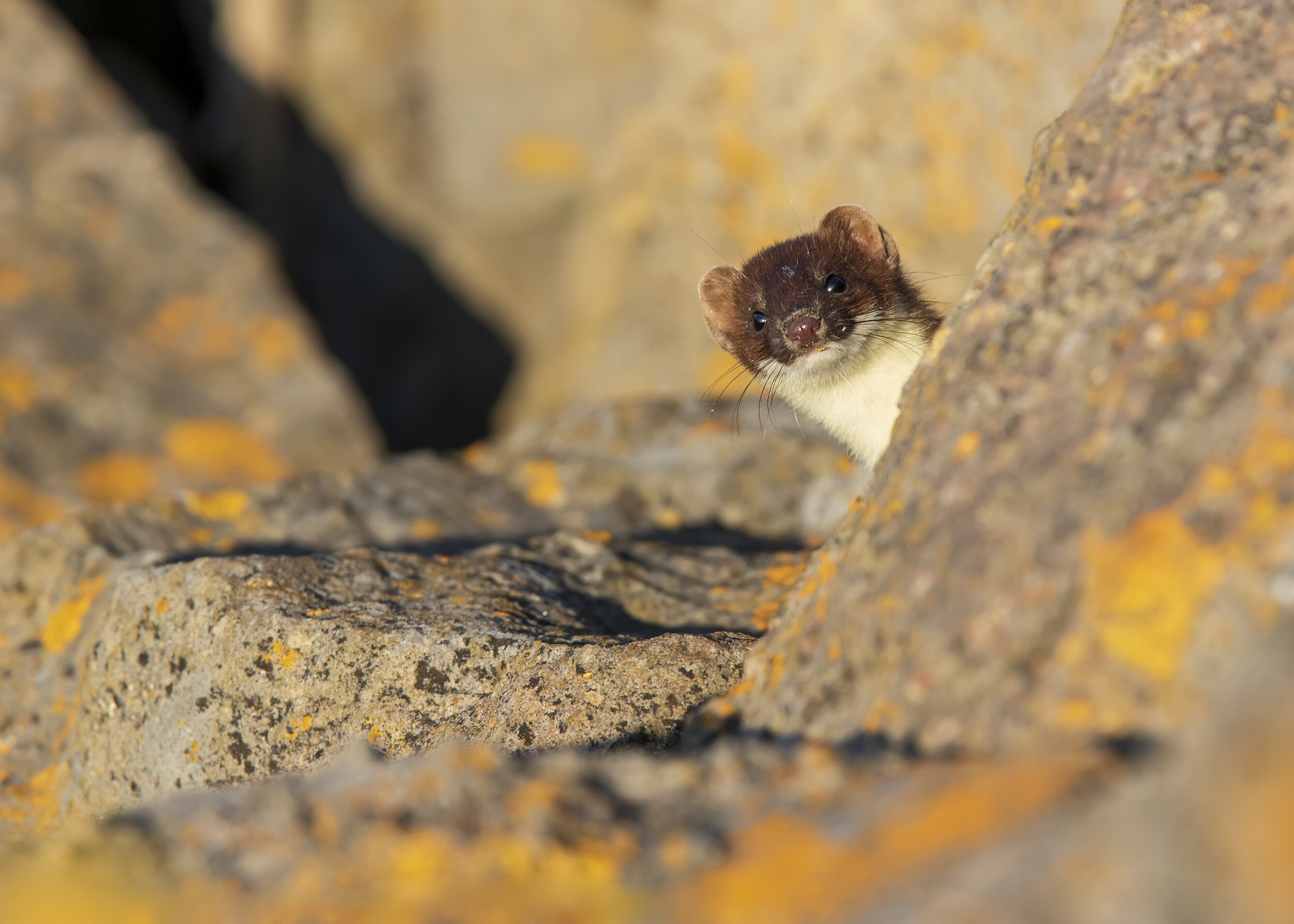 Stoat Peeping 15th July.jpg