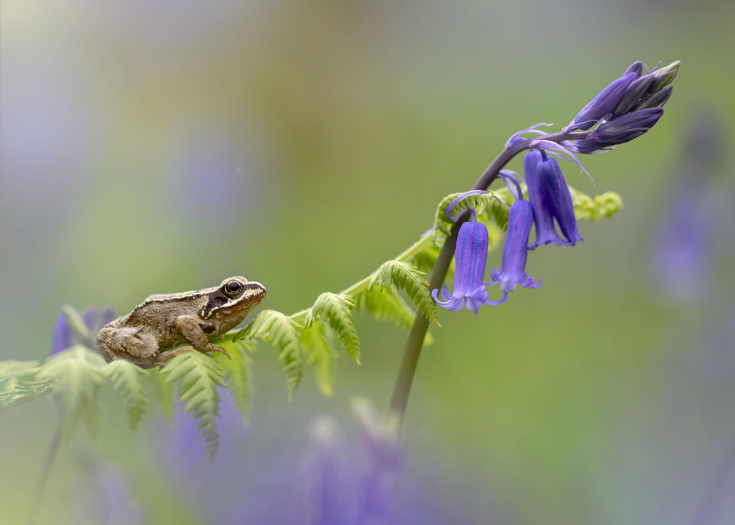 Common Frog Bluebells 28th April.jpg