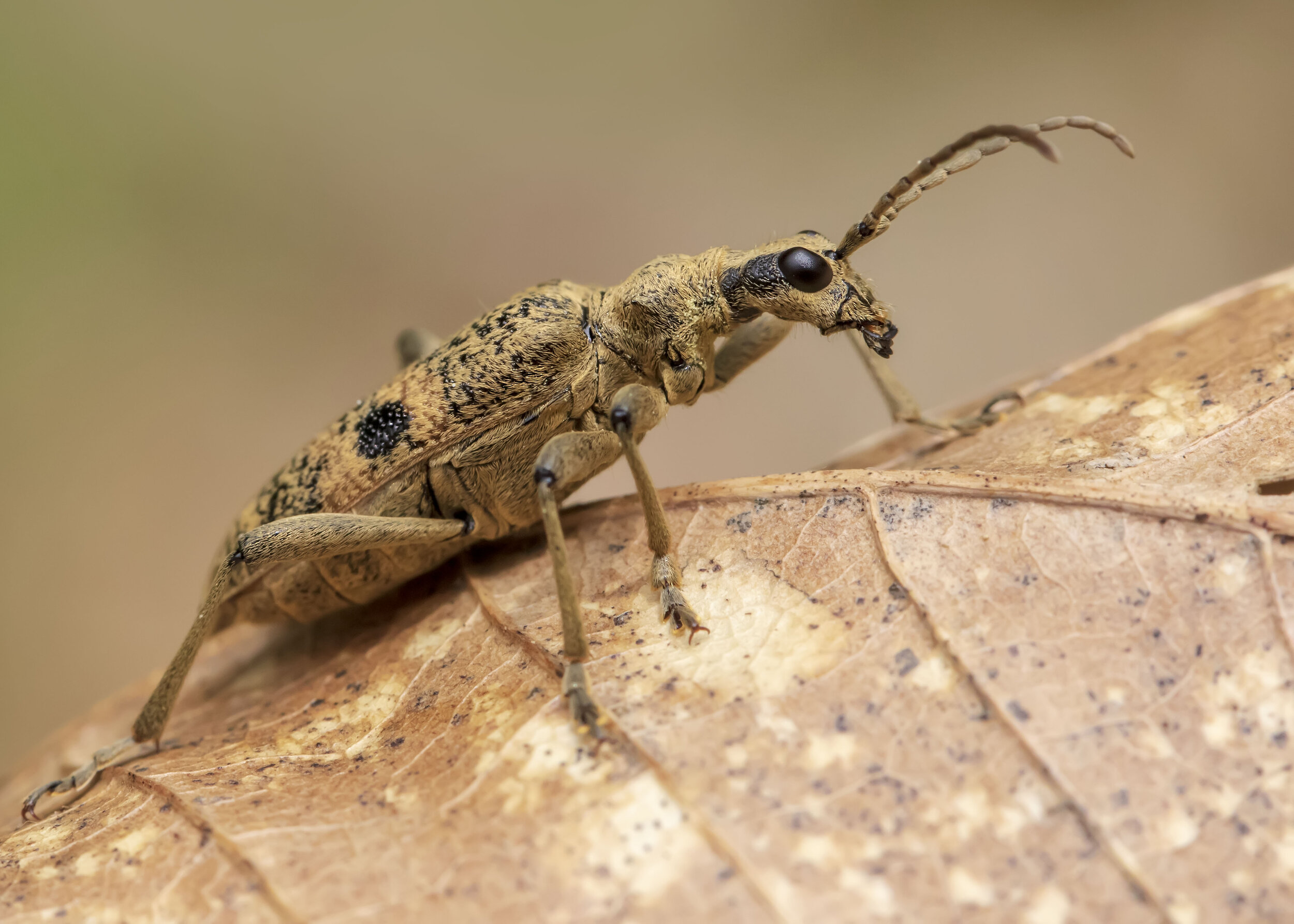 Black-spotted Longhorn Beetle 23rd April.jpg