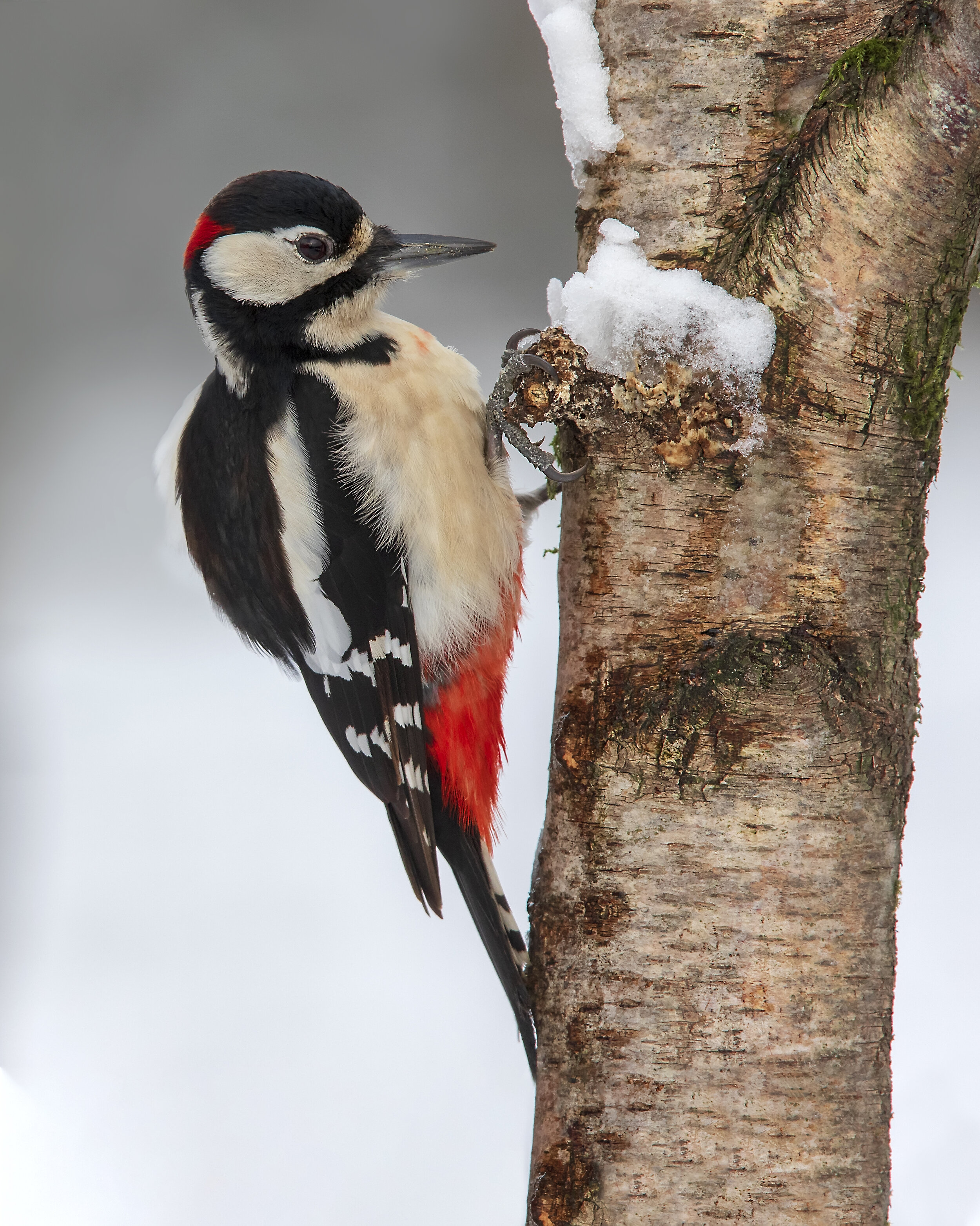 Male Great Spotted Woodpecker Snow 1st February.jpg
