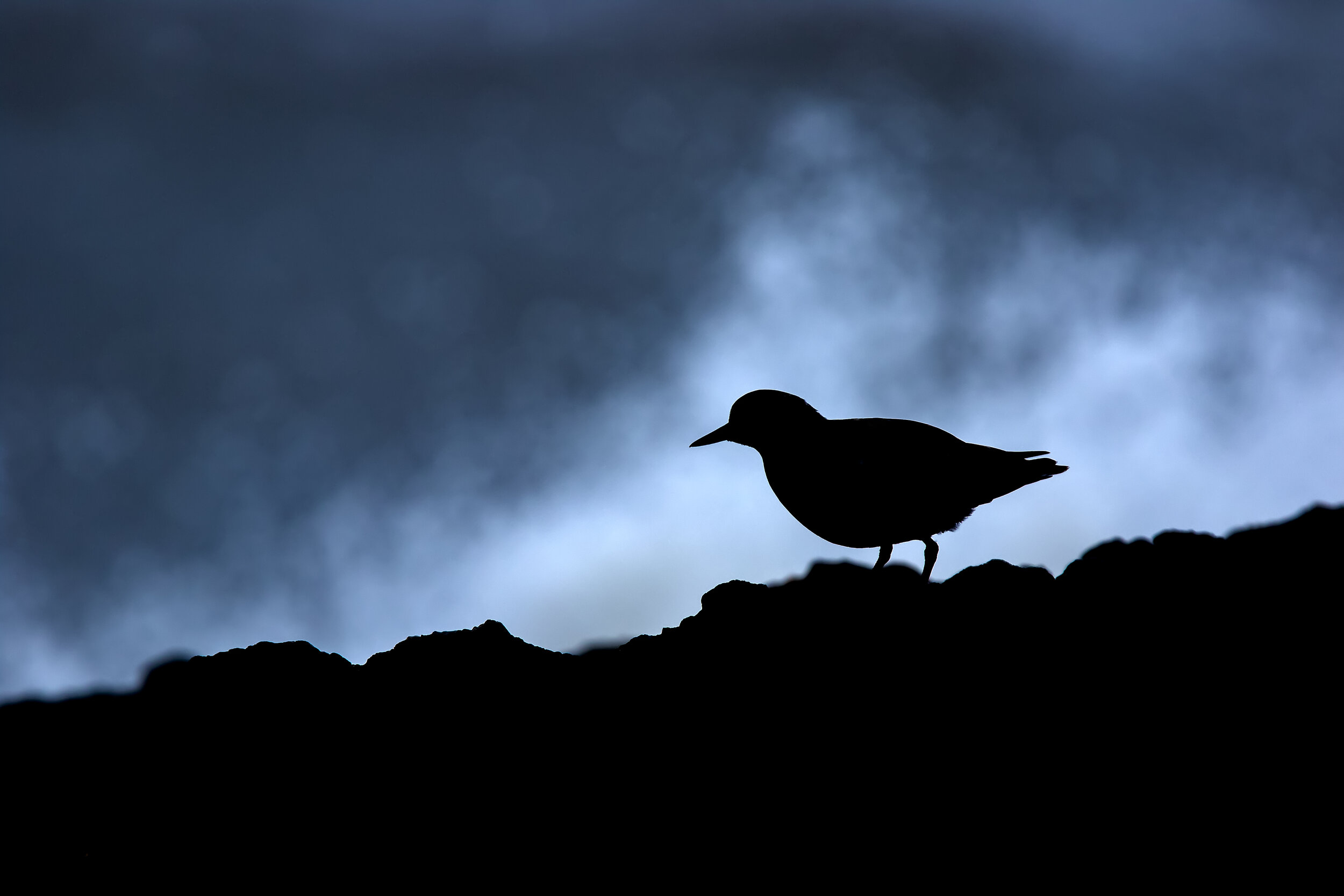 Backlit Turnstone 16th December.jpg