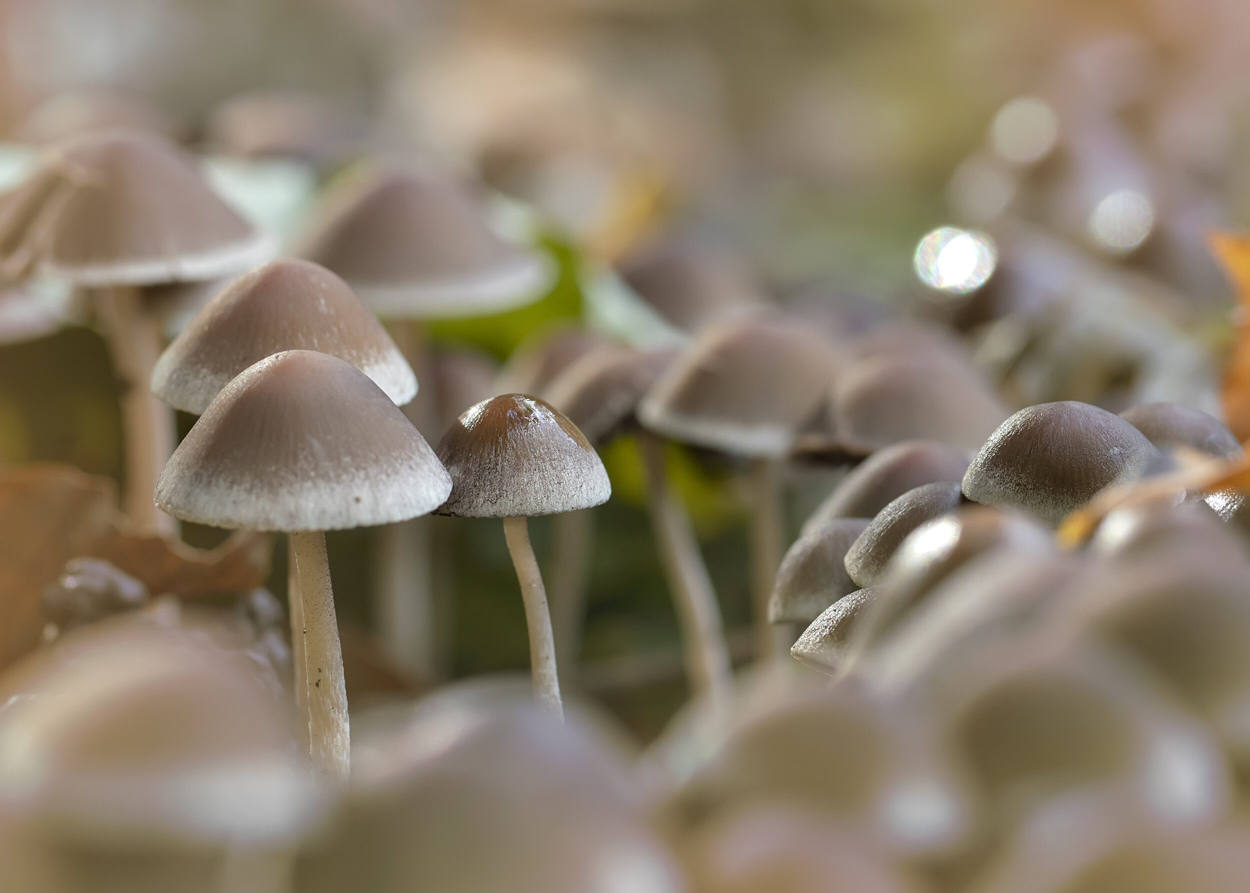 Mushrooms 6th September.jpg