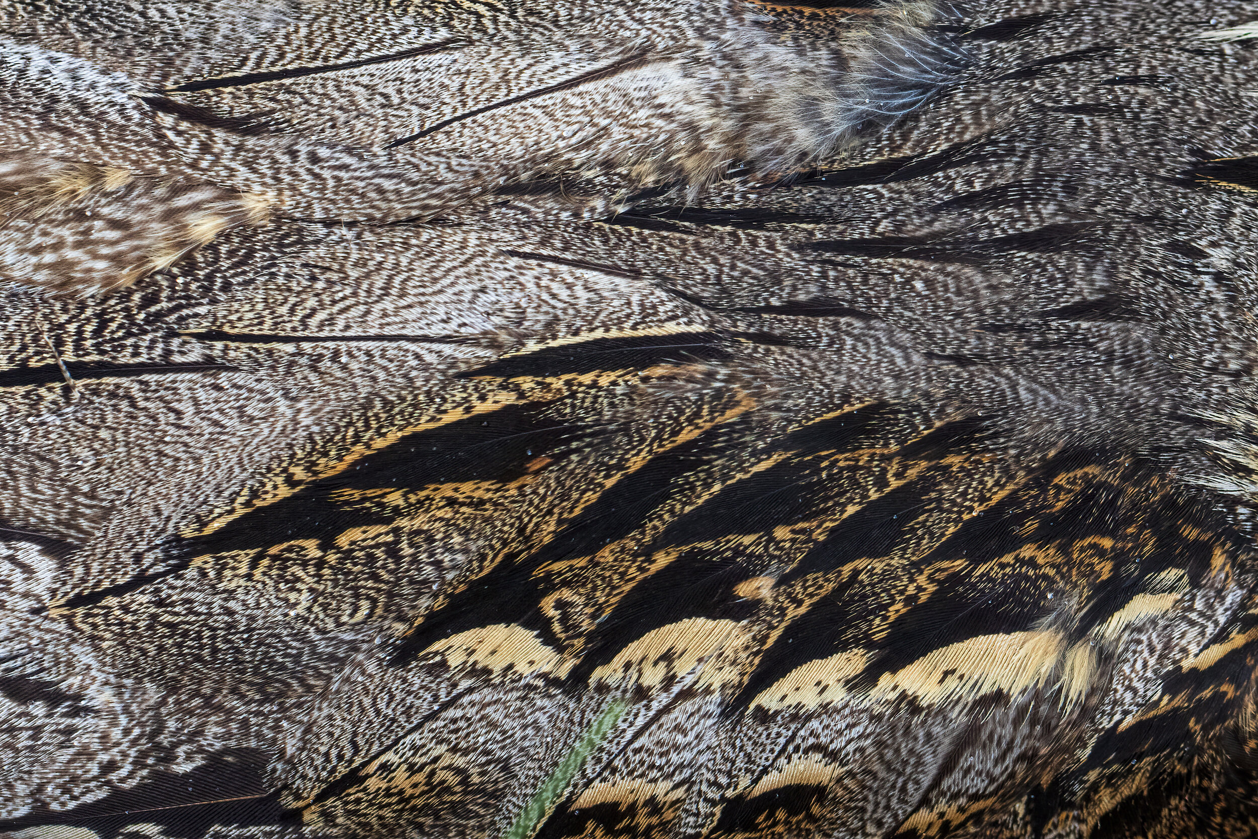 Nightjar Plumage - SR1A7628.jpg