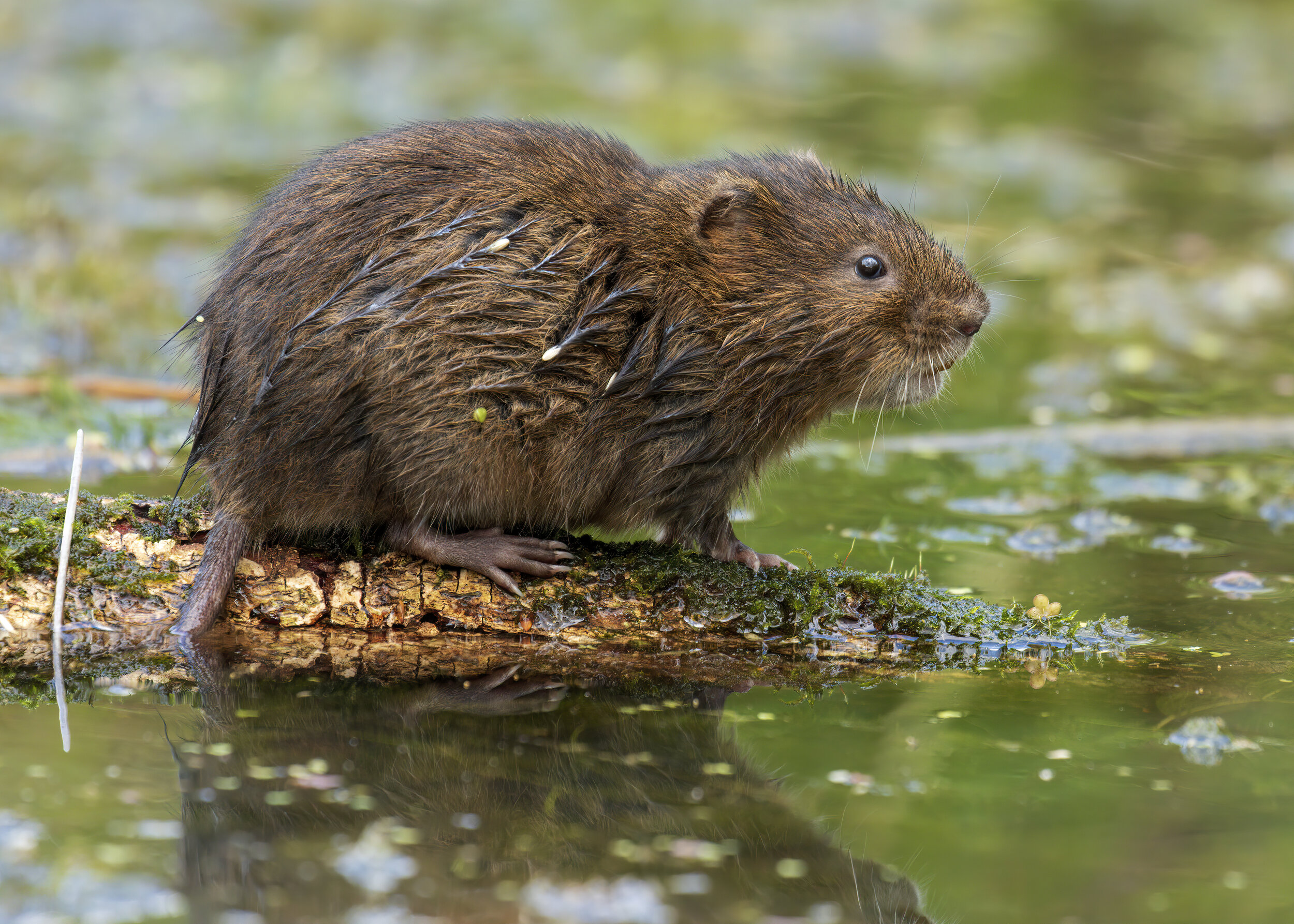 Watervole - SR1A9947 copy.jpg