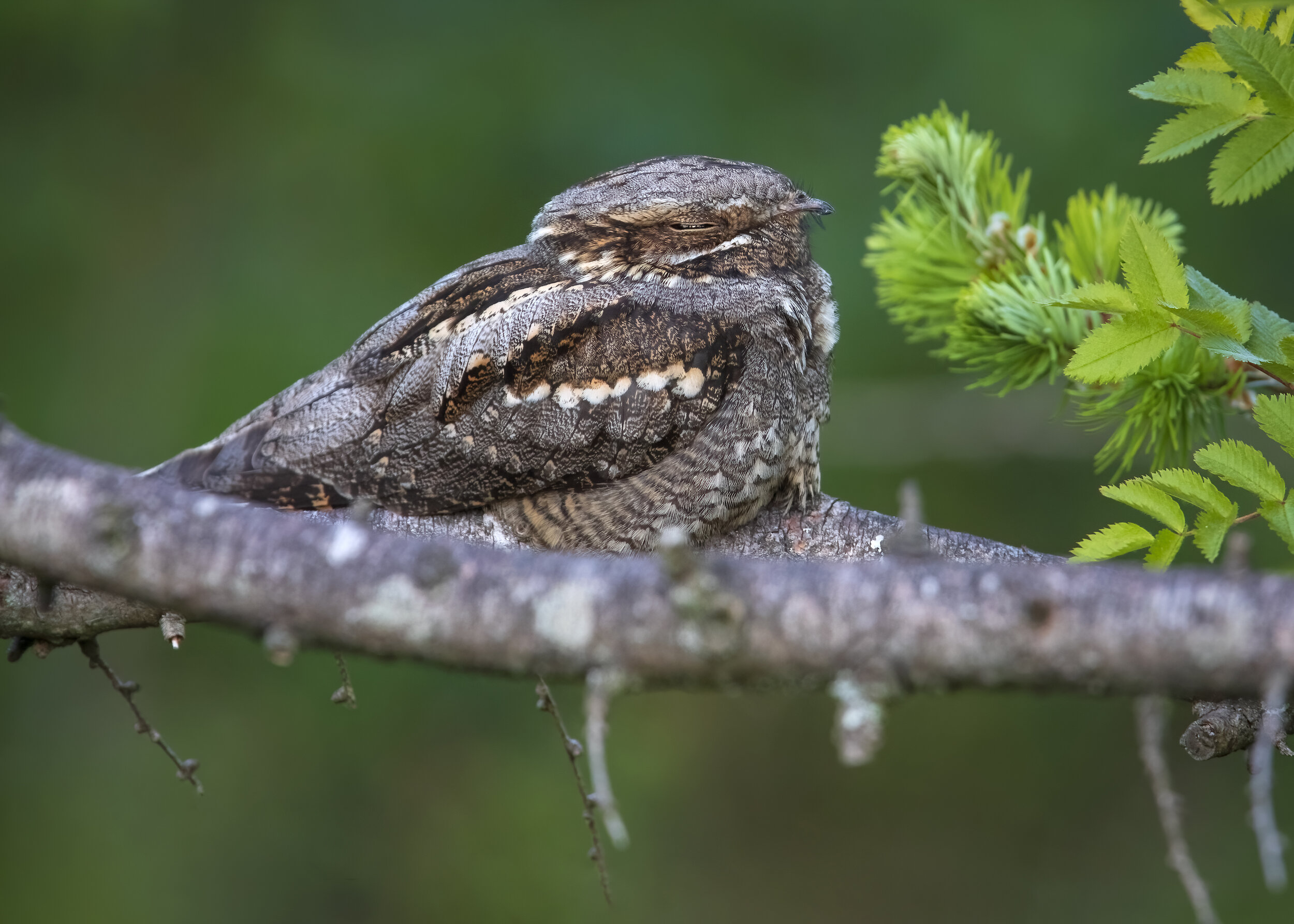 Nightjar CMale - SR1A2306.jpg