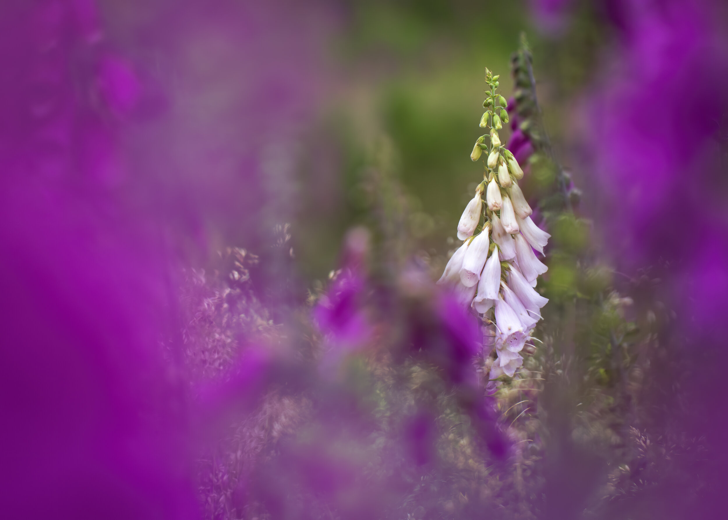 Albino Foxglove - SR1A6130.jpg