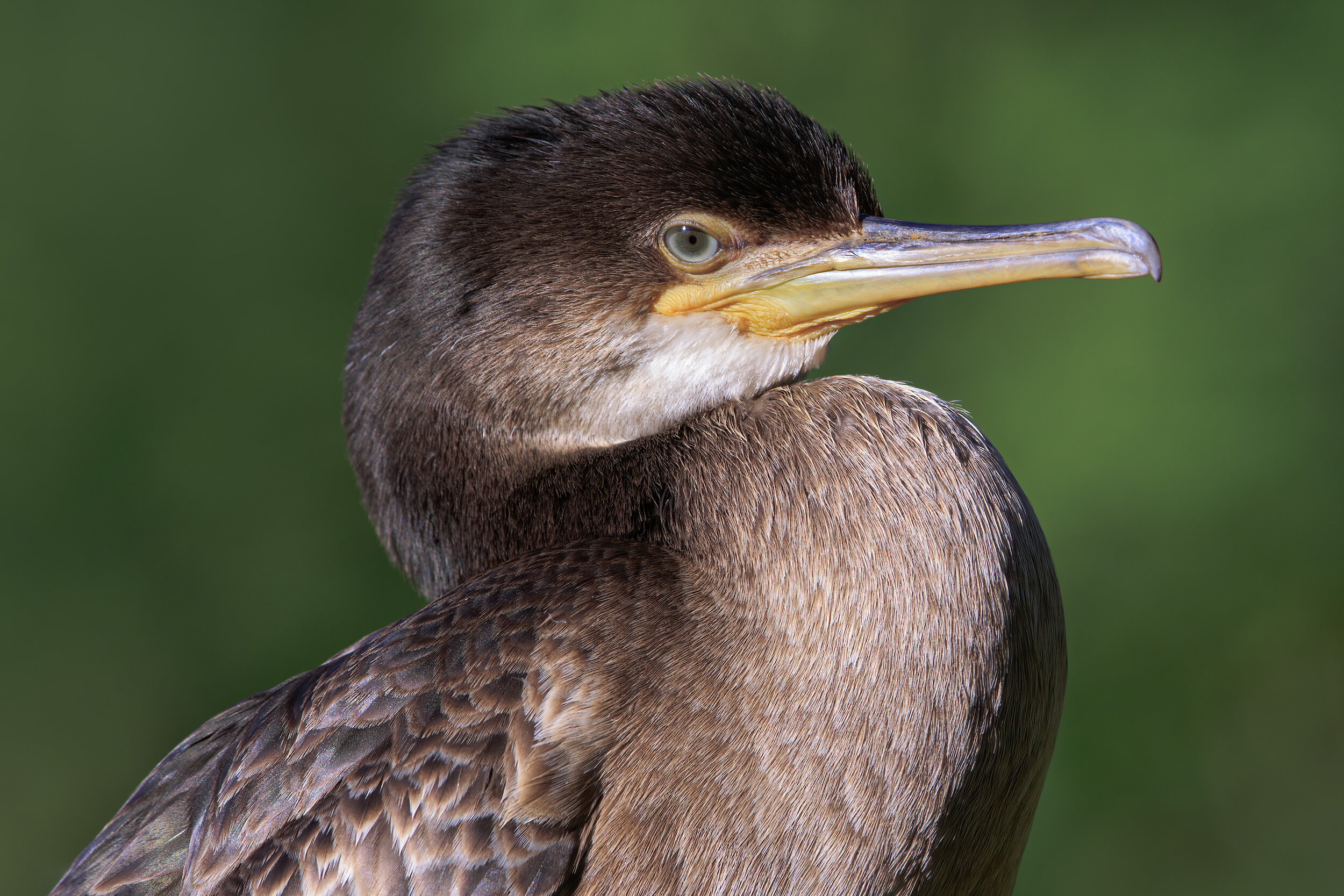 Shag Closeup - SR1A7355.jpg