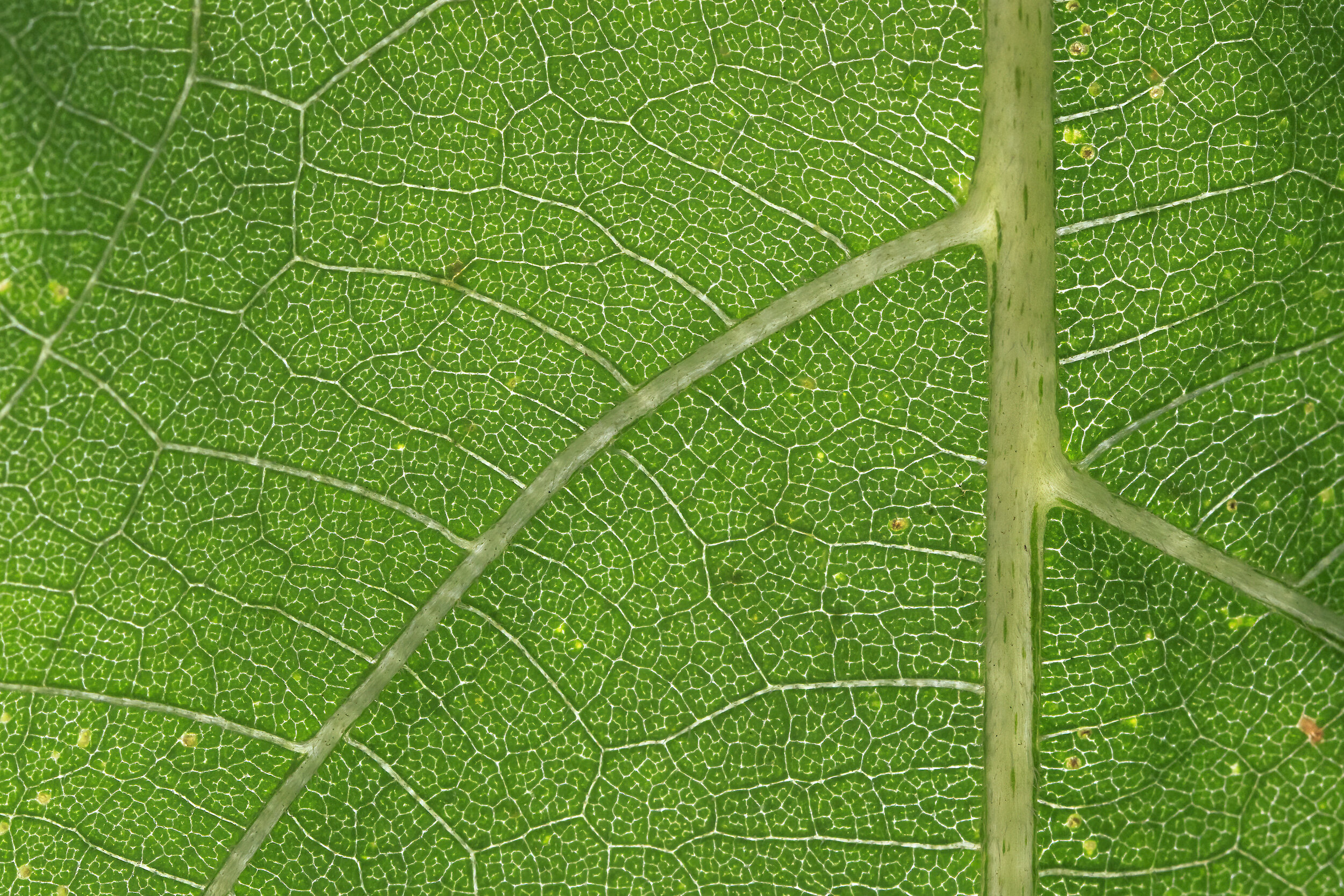 Leaf Pattern - SR1A7707.jpg