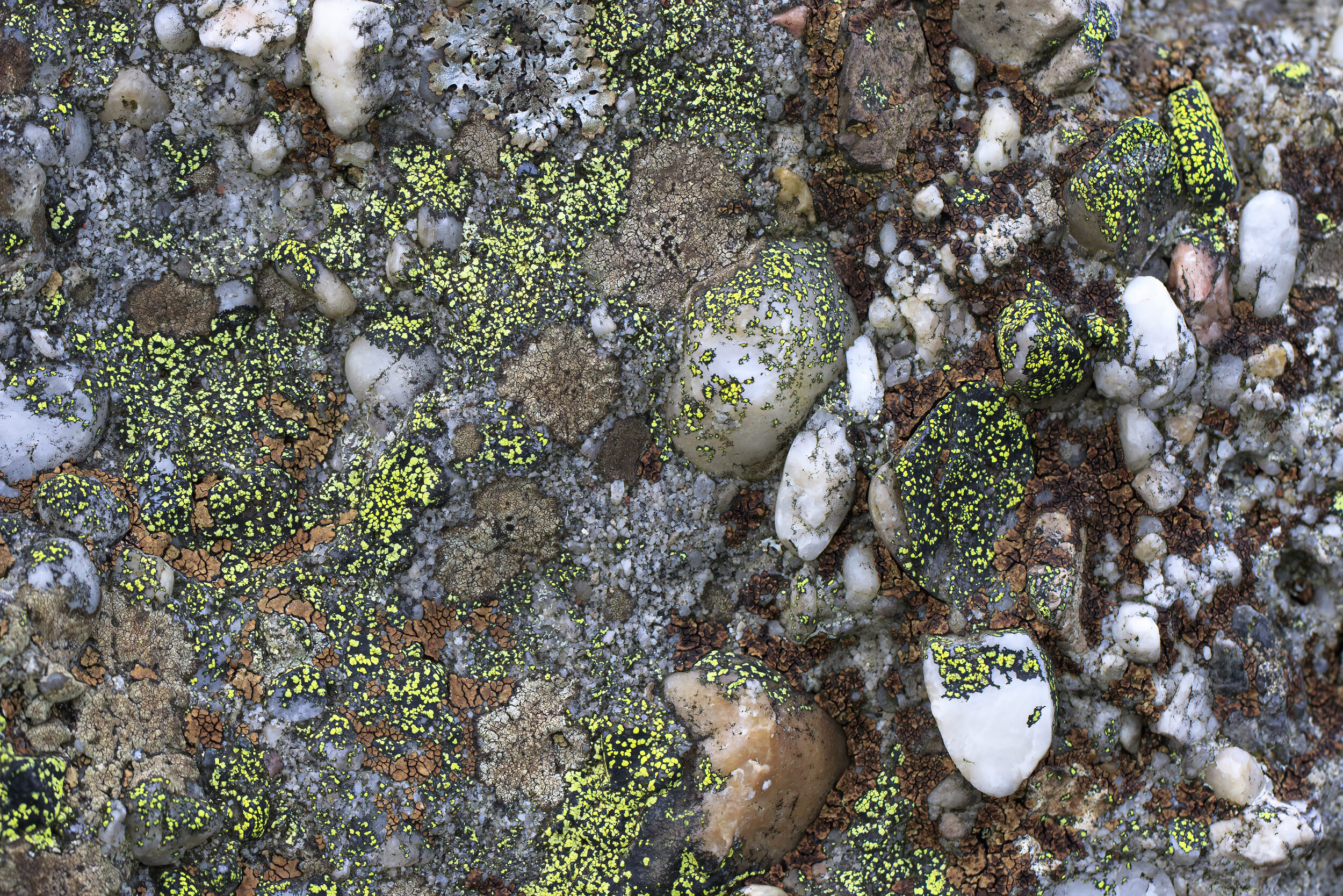 Rock Lichen - SR1A3584.jpg