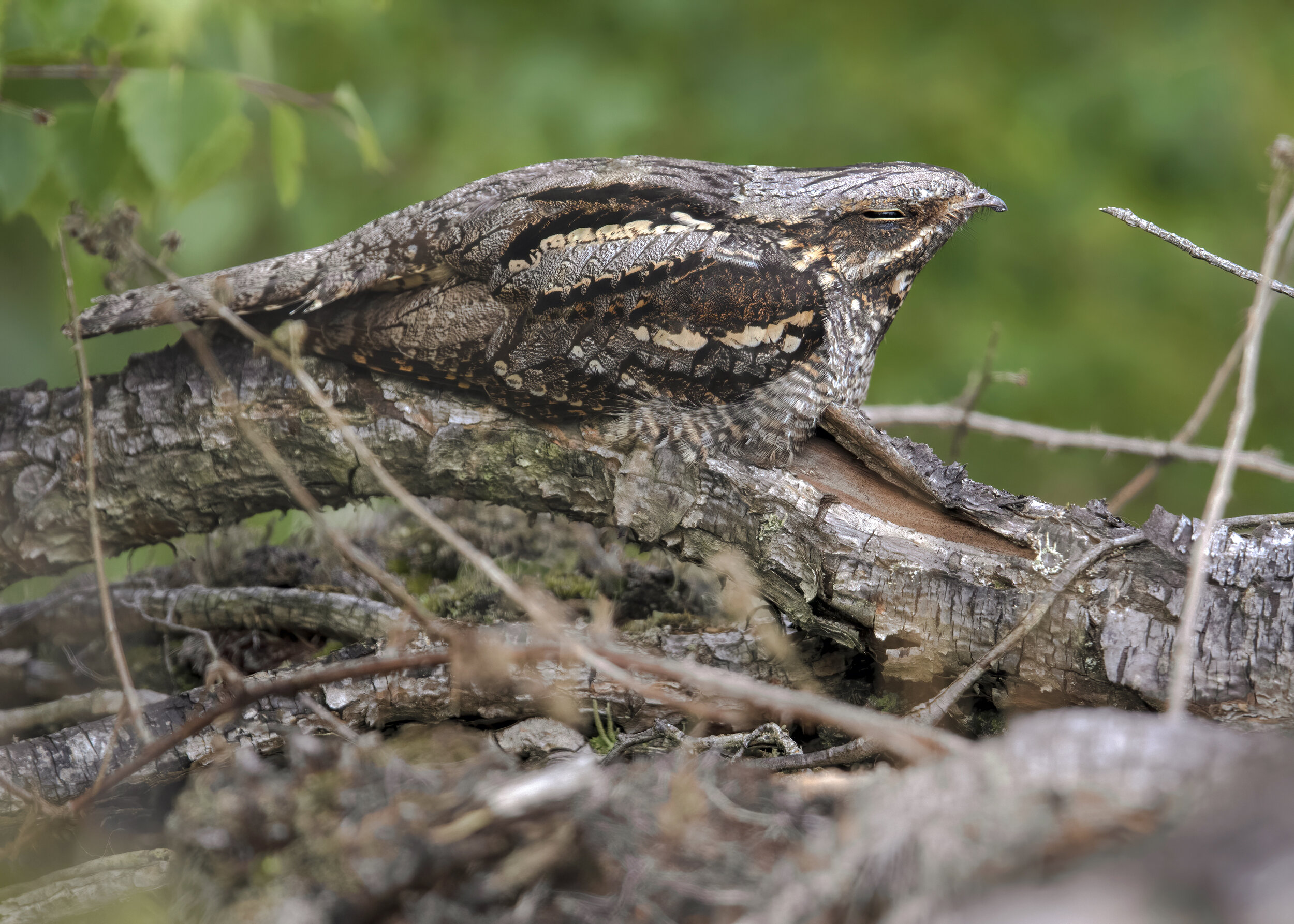 Female Nightjar 