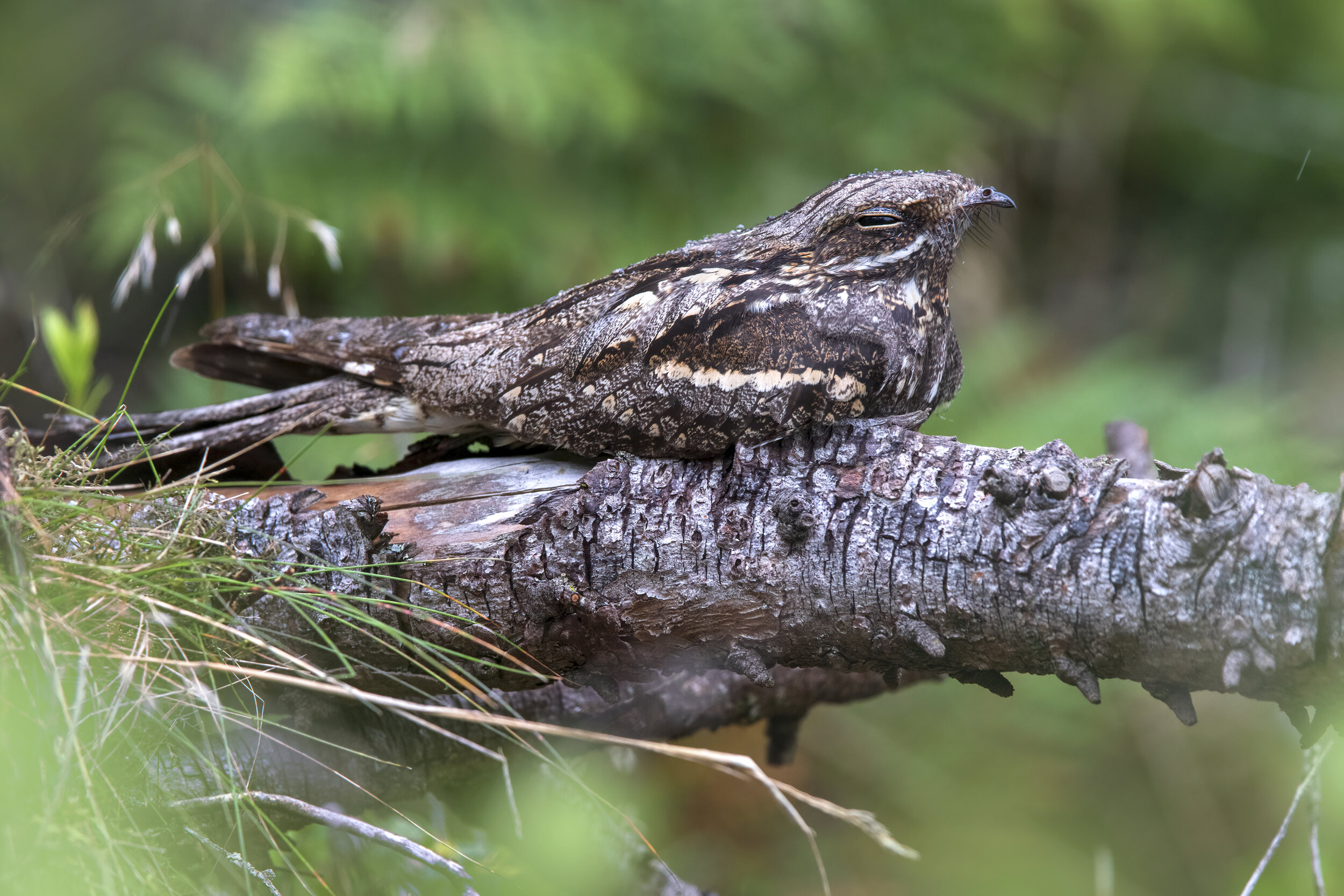 Nightjar (Male) 