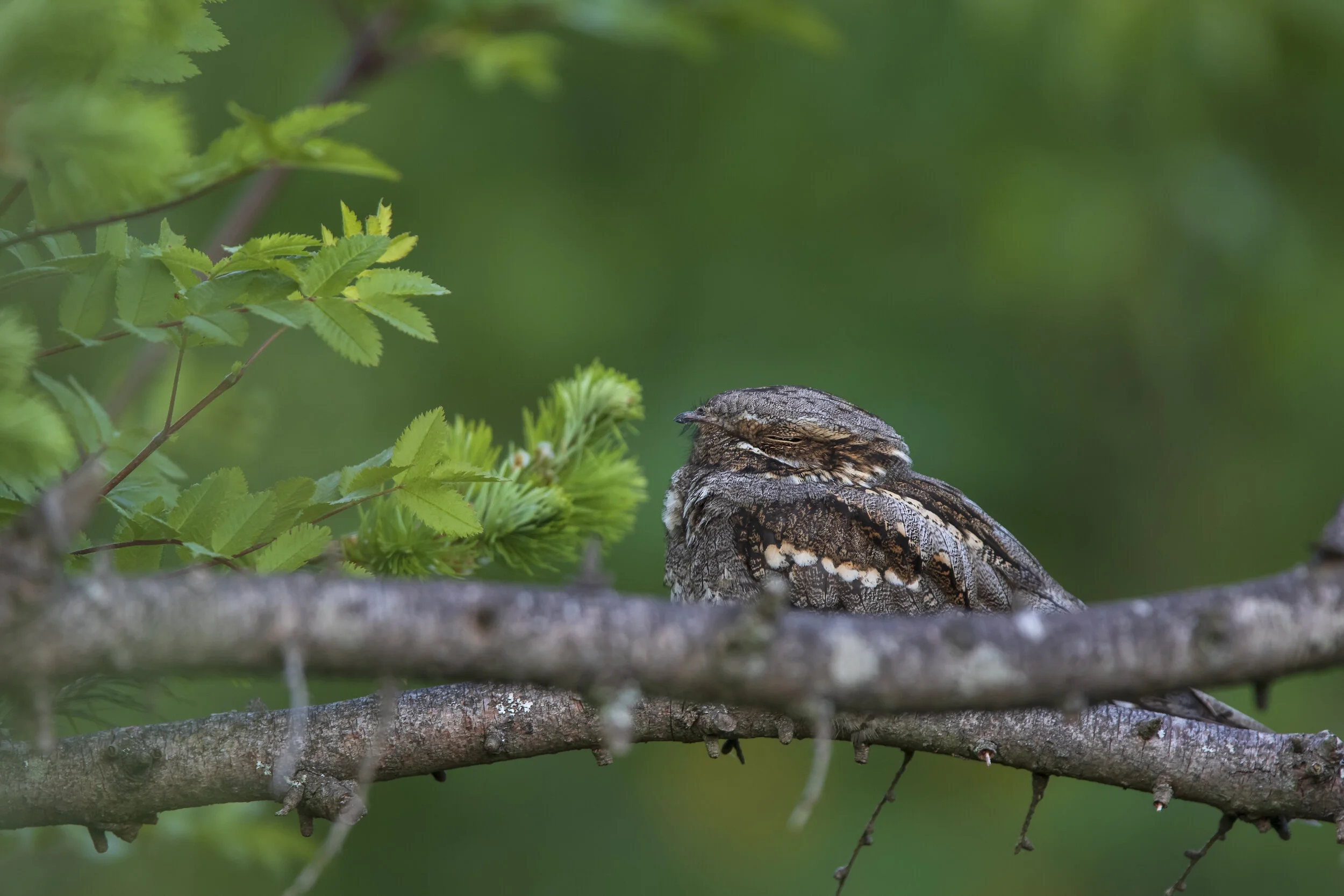 Nightjar Roost - SR1A2282.jpg