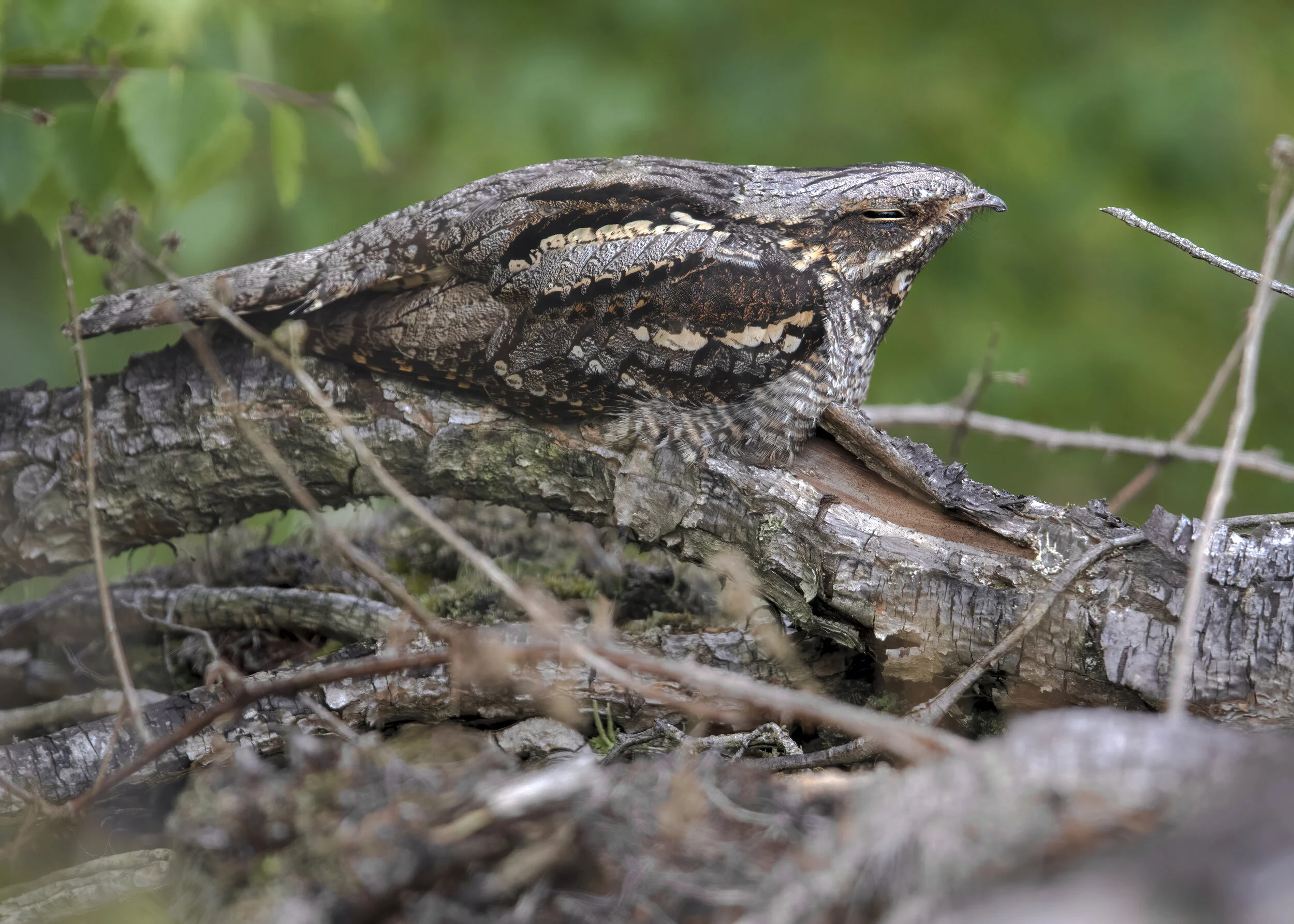 Nightjar Female Alt - SR1A7081 copy.jpg