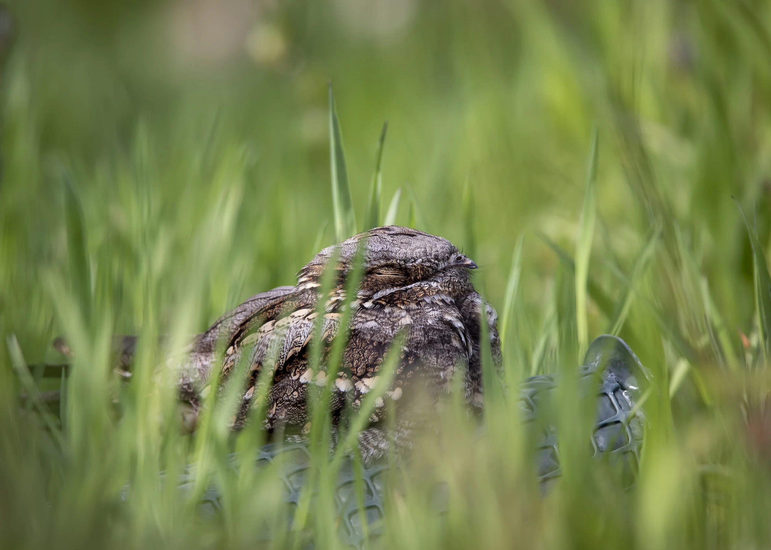 Nightjar Meadow 15th June.jpg