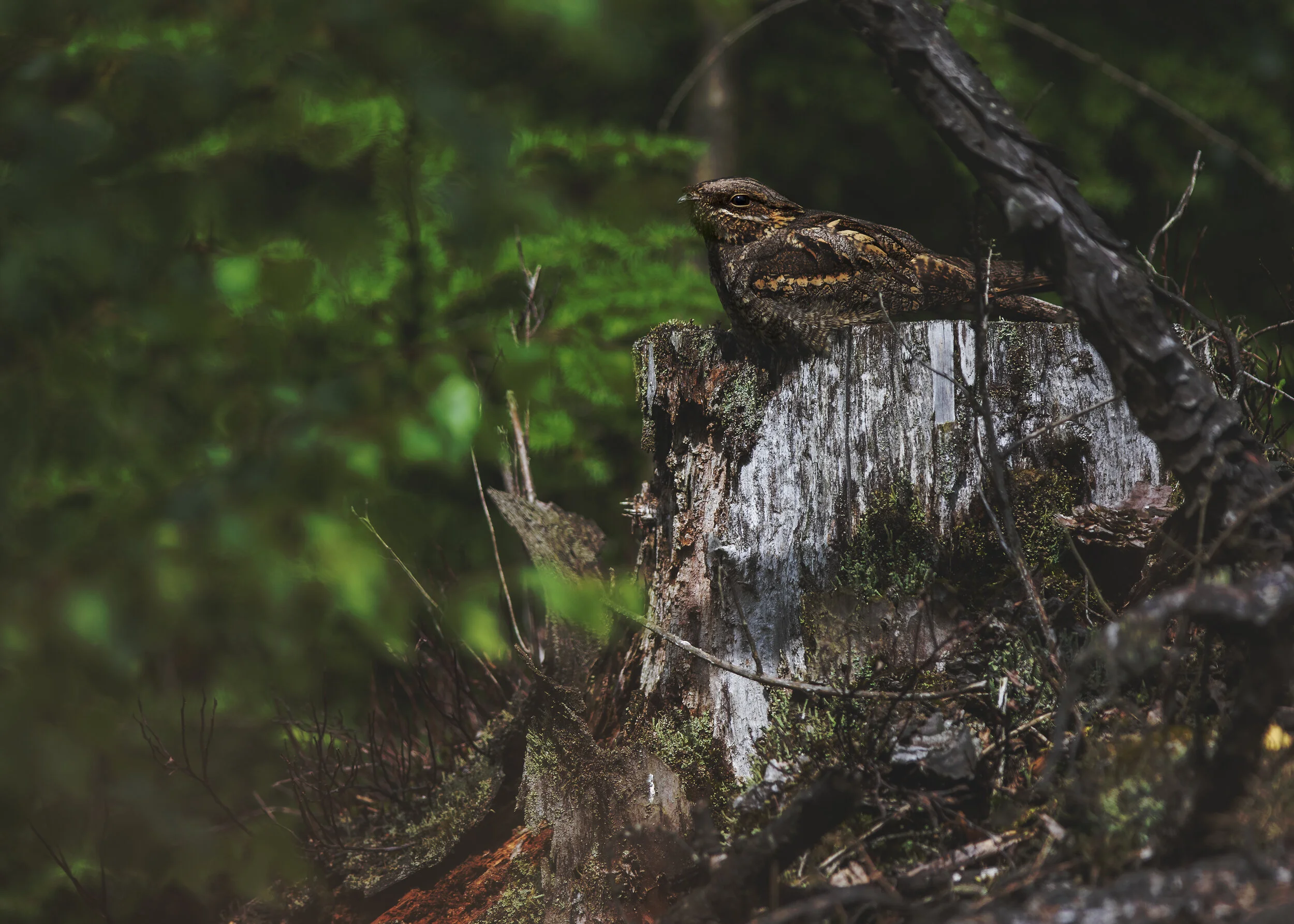 Nightjar Wide D 21st July.jpg