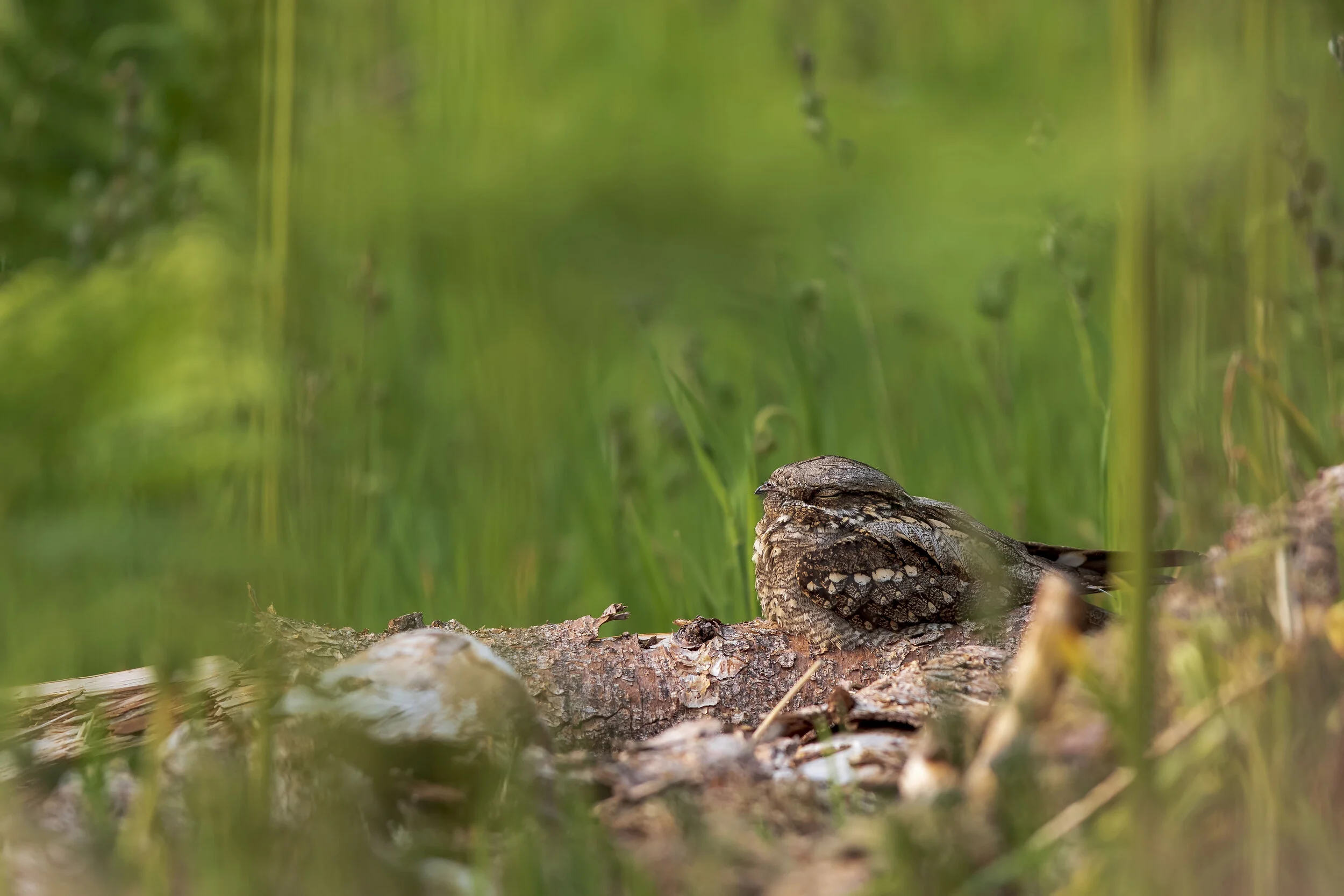 Nightjar Scene 300 18th June .jpg