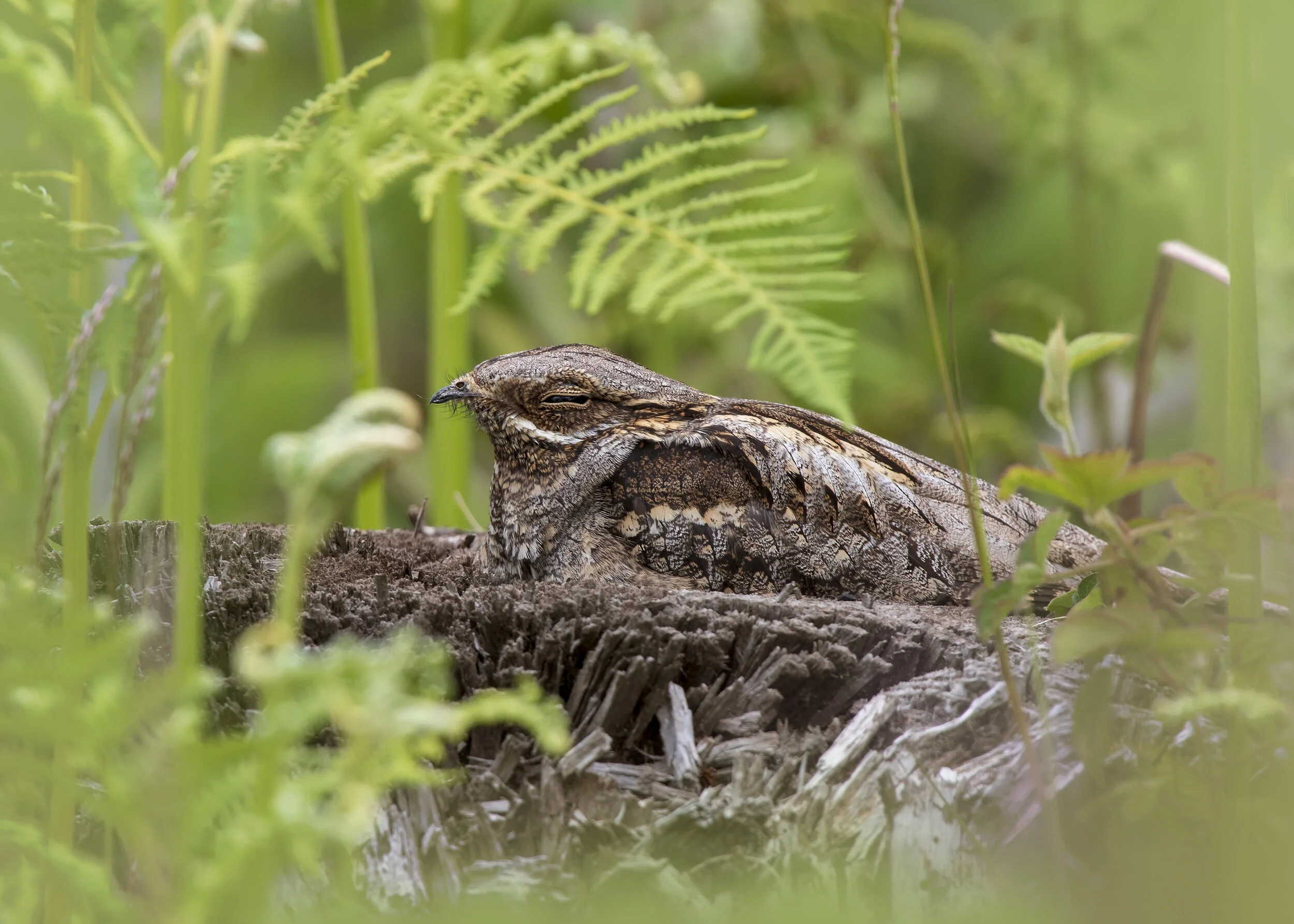 Nightjar Female 2x 24th May.jpg