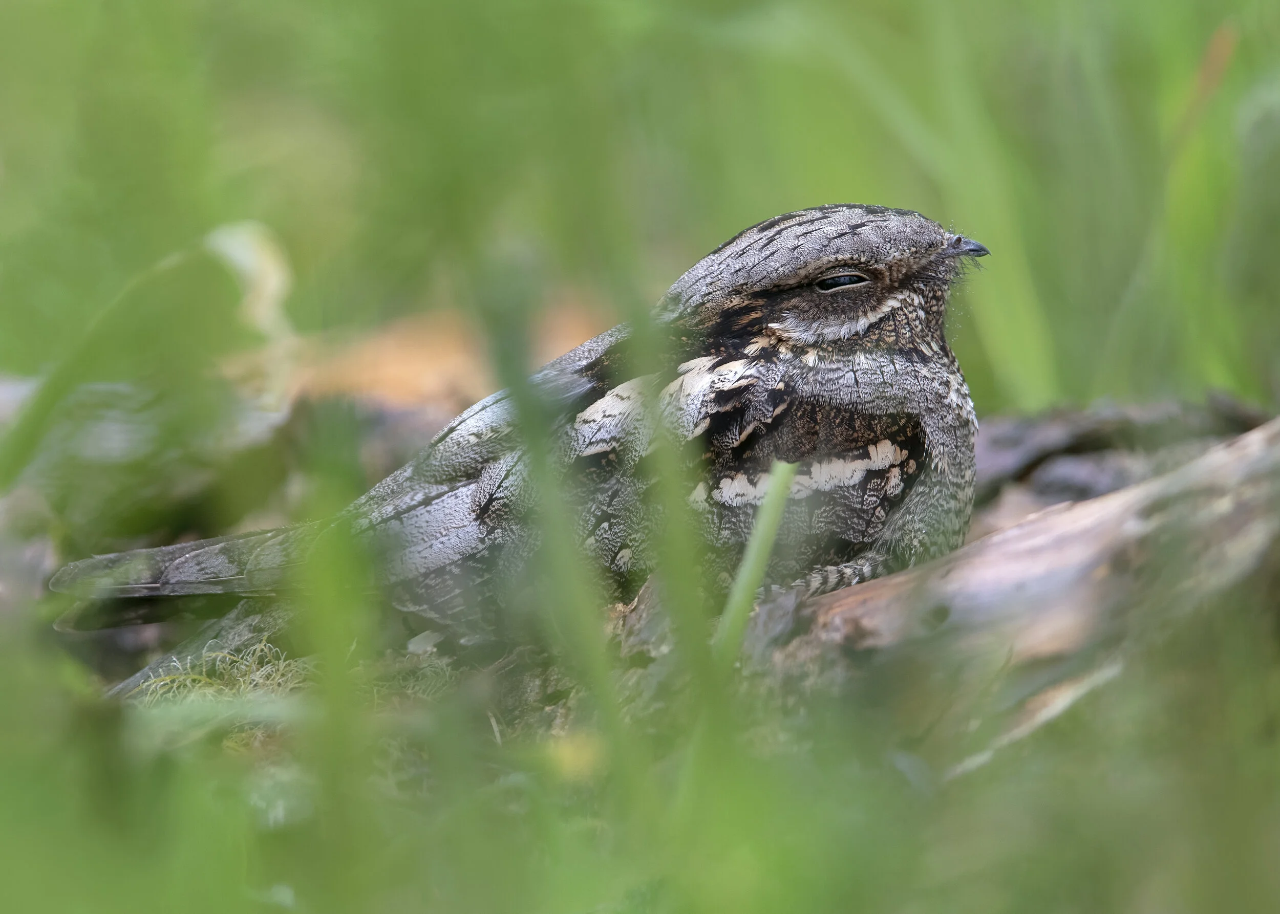 Nightjar Female 29th May.jpg