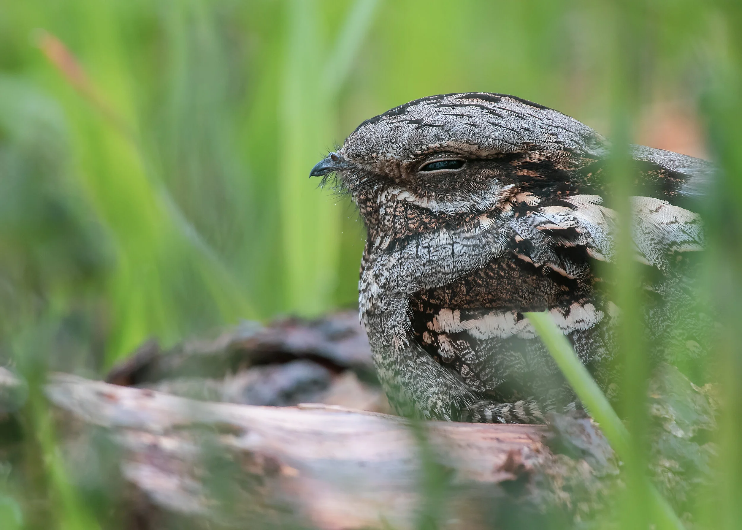 Nightjar Face 18th October.jpg