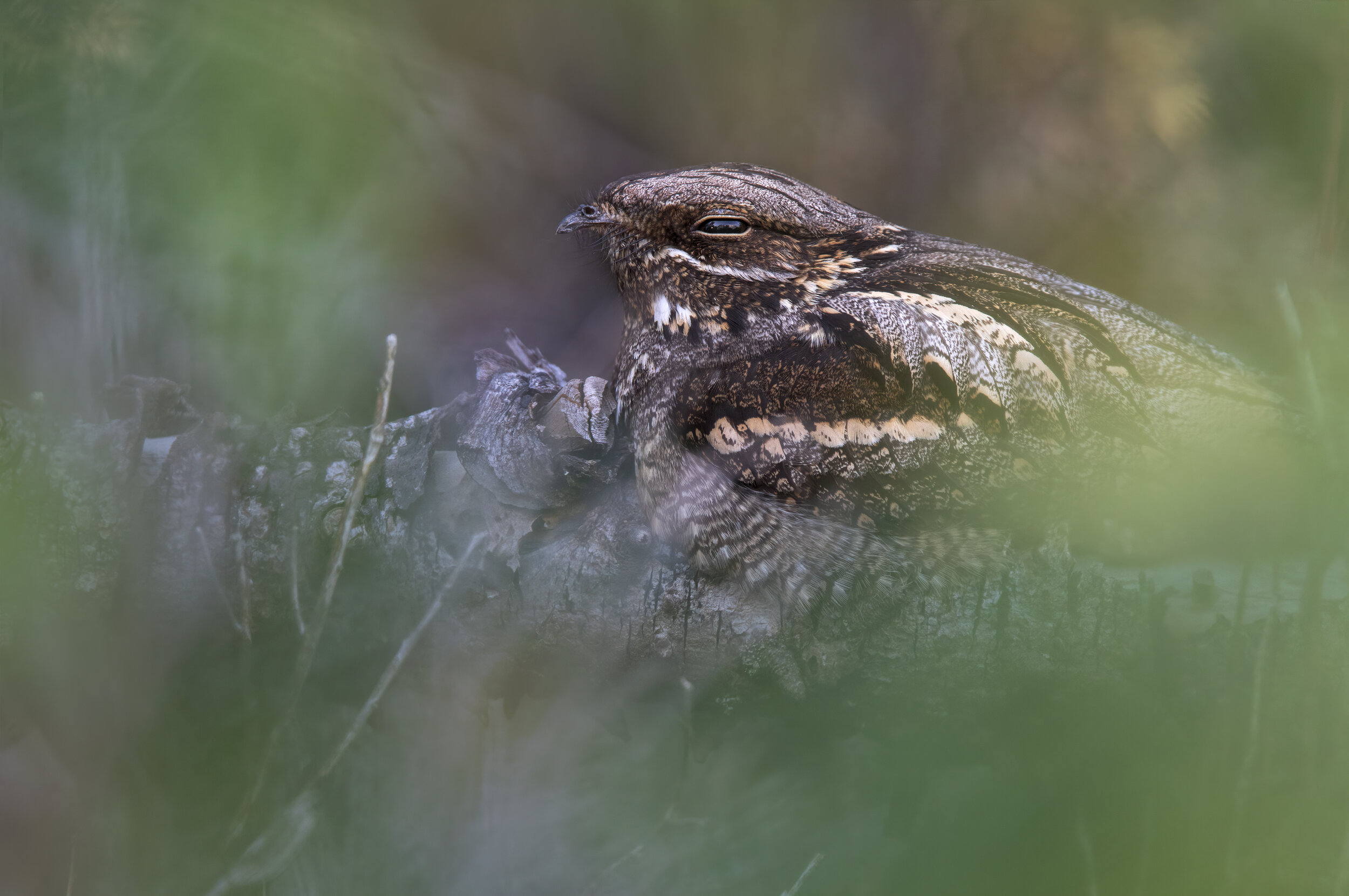 Midnight Nightjar -  SR1A8810 copy.jpg