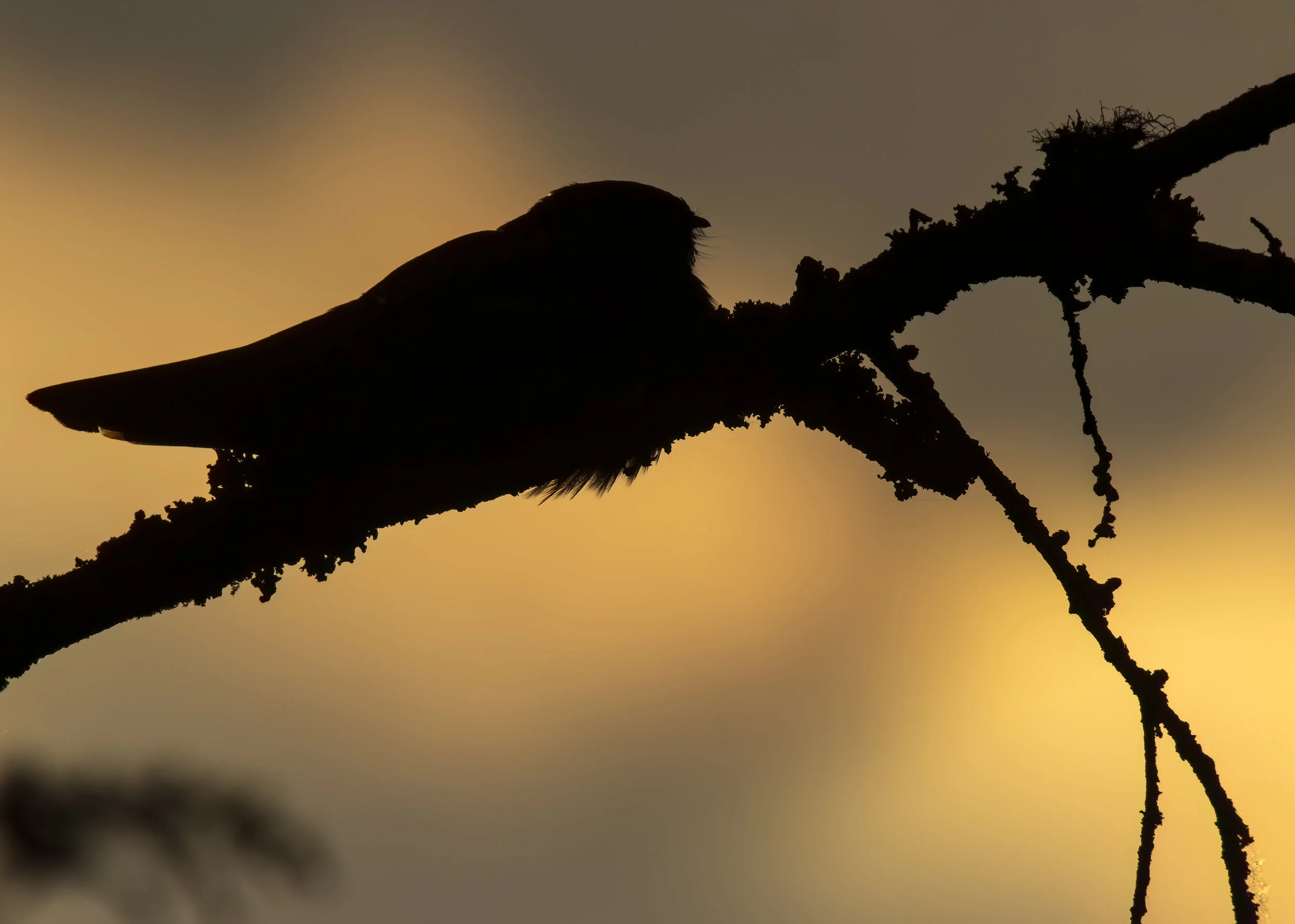 Nightjar Sunset Tight-SR1A3955 copy.jpg